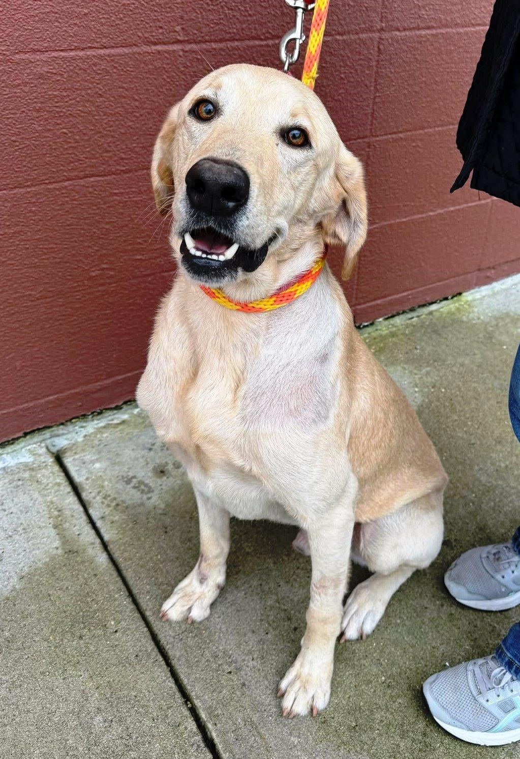 Buddy 99, a ADOPTABLE Yellow Labrador Retriever in Killingworth, CT image 1/6