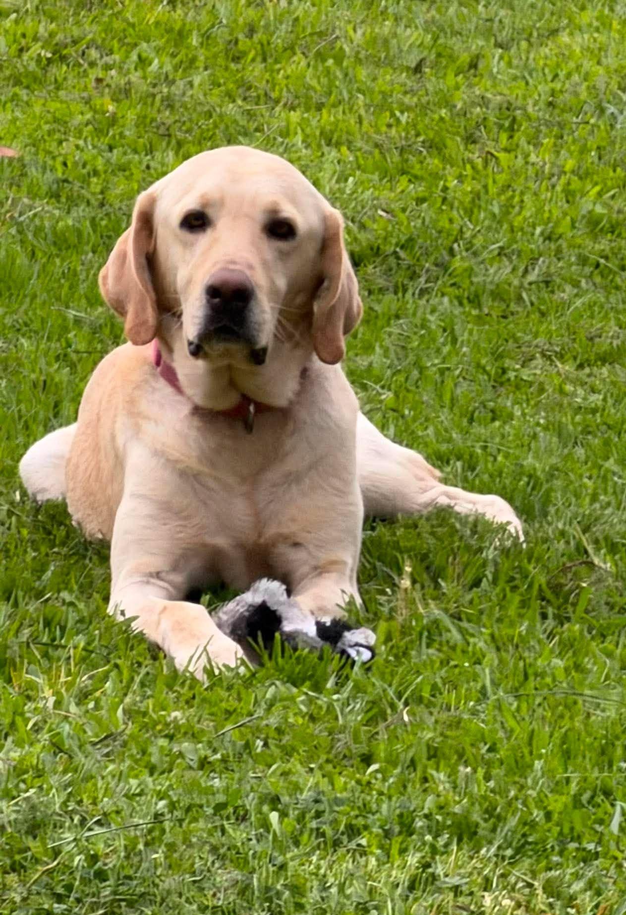 Buddy 99, a ADOPTABLE Yellow Labrador Retriever in Killingworth, CT image 3/6