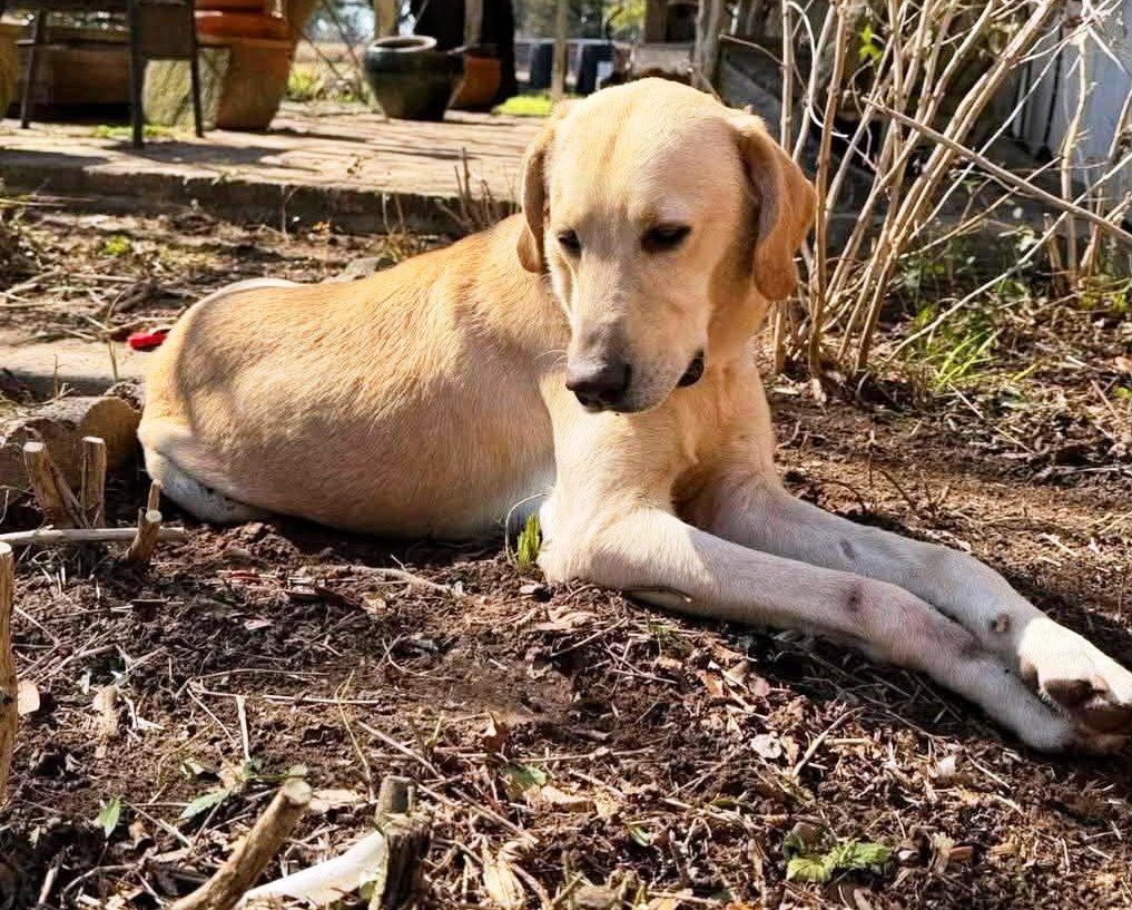 Buddy 99, a ADOPTABLE Yellow Labrador Retriever in Killingworth, CT image 2/6