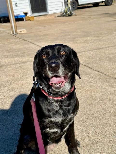 Enlarge GRACIE, a Adoptable Labrador Retriever in Broken Arrow, OK image 6/6
