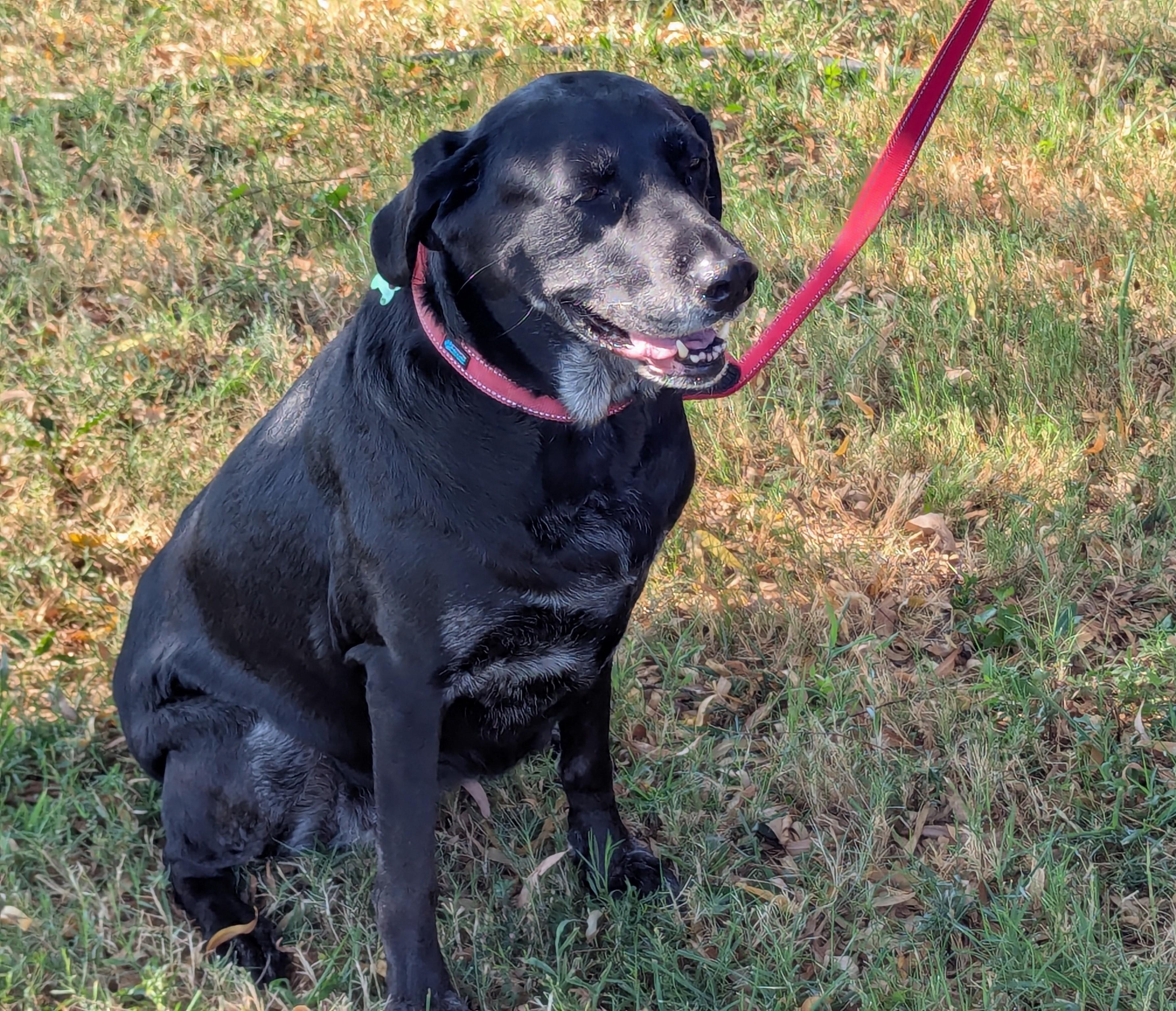 Enlarge GRACIE, a Adoptable Labrador Retriever in Broken Arrow, OK image 4/6