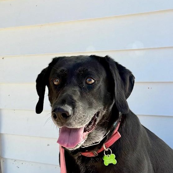 Enlarge GRACIE, a Adoptable Labrador Retriever in Broken Arrow, OK image 5/6