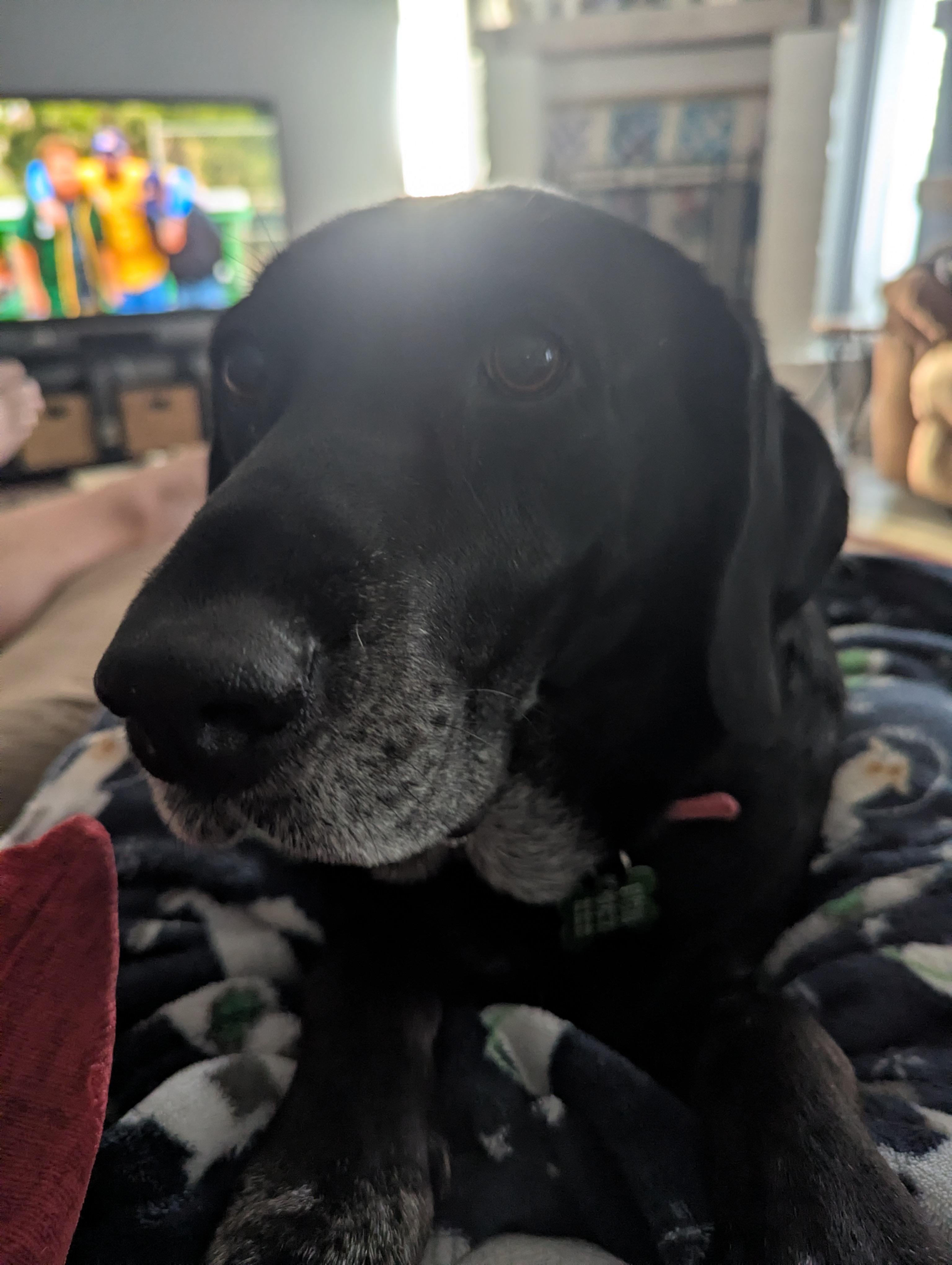 Enlarge GRACIE, a Adoptable Labrador Retriever in Broken Arrow, OK image 3/6