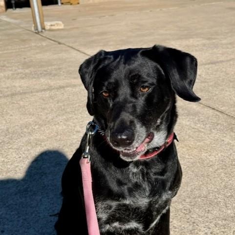 Enlarge GRACIE, a Adoptable Labrador Retriever in Broken Arrow, OK image 2/6