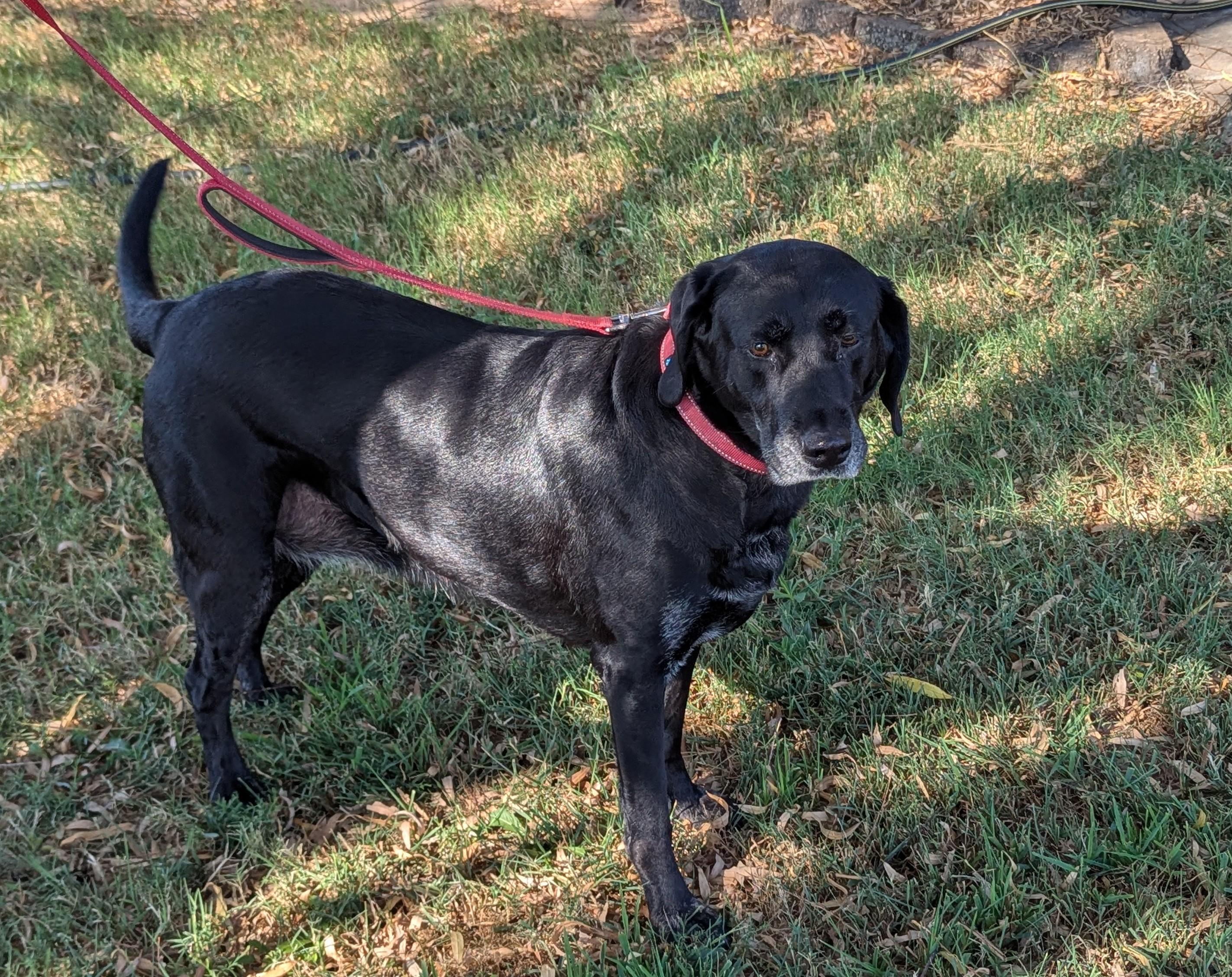 GRACIE, Adoptable, Senior Female Labrador Retriever.