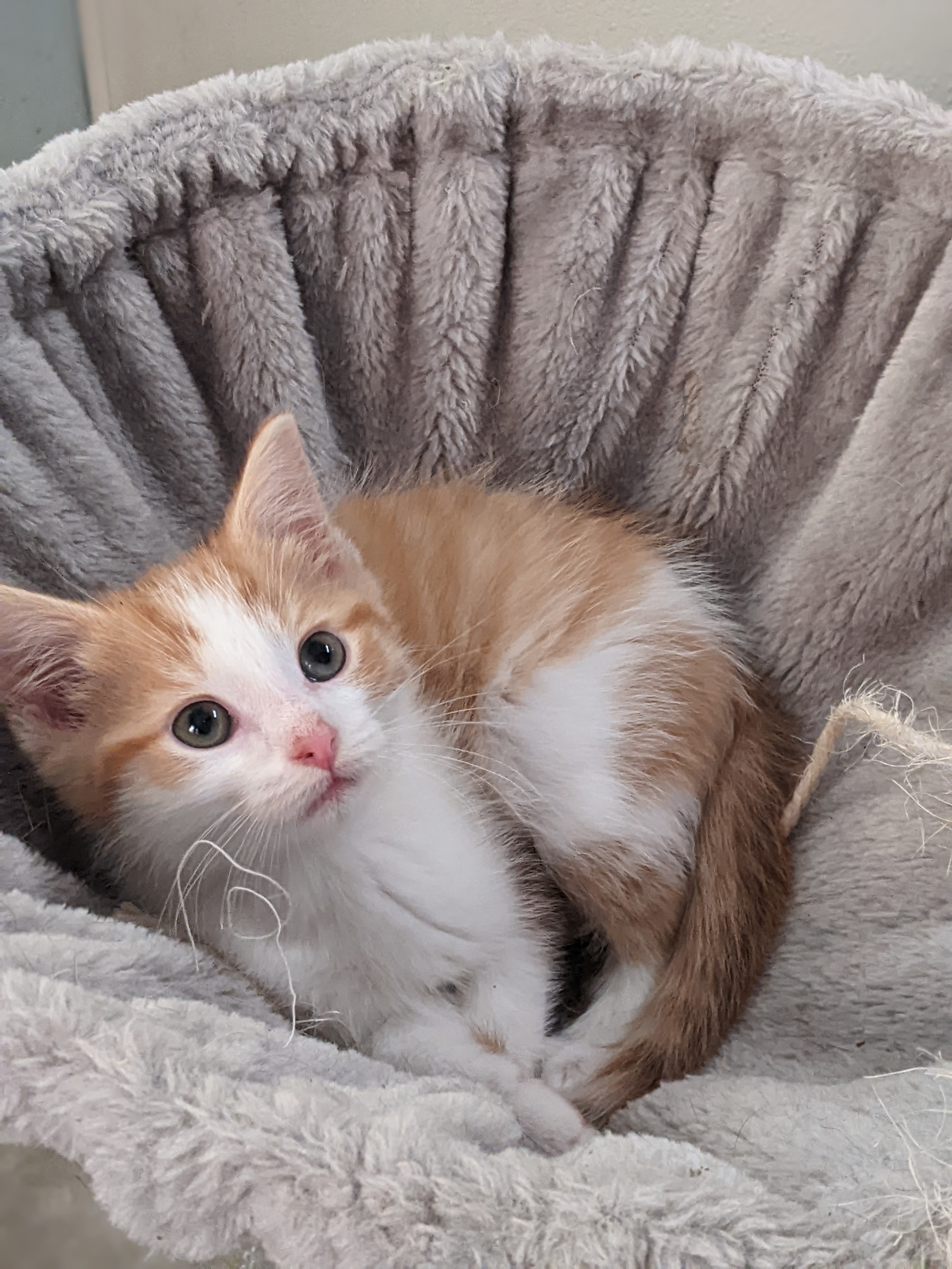 Enlarge McGregoris, a Adopted mixed breed in Tilton, IL image 1/5