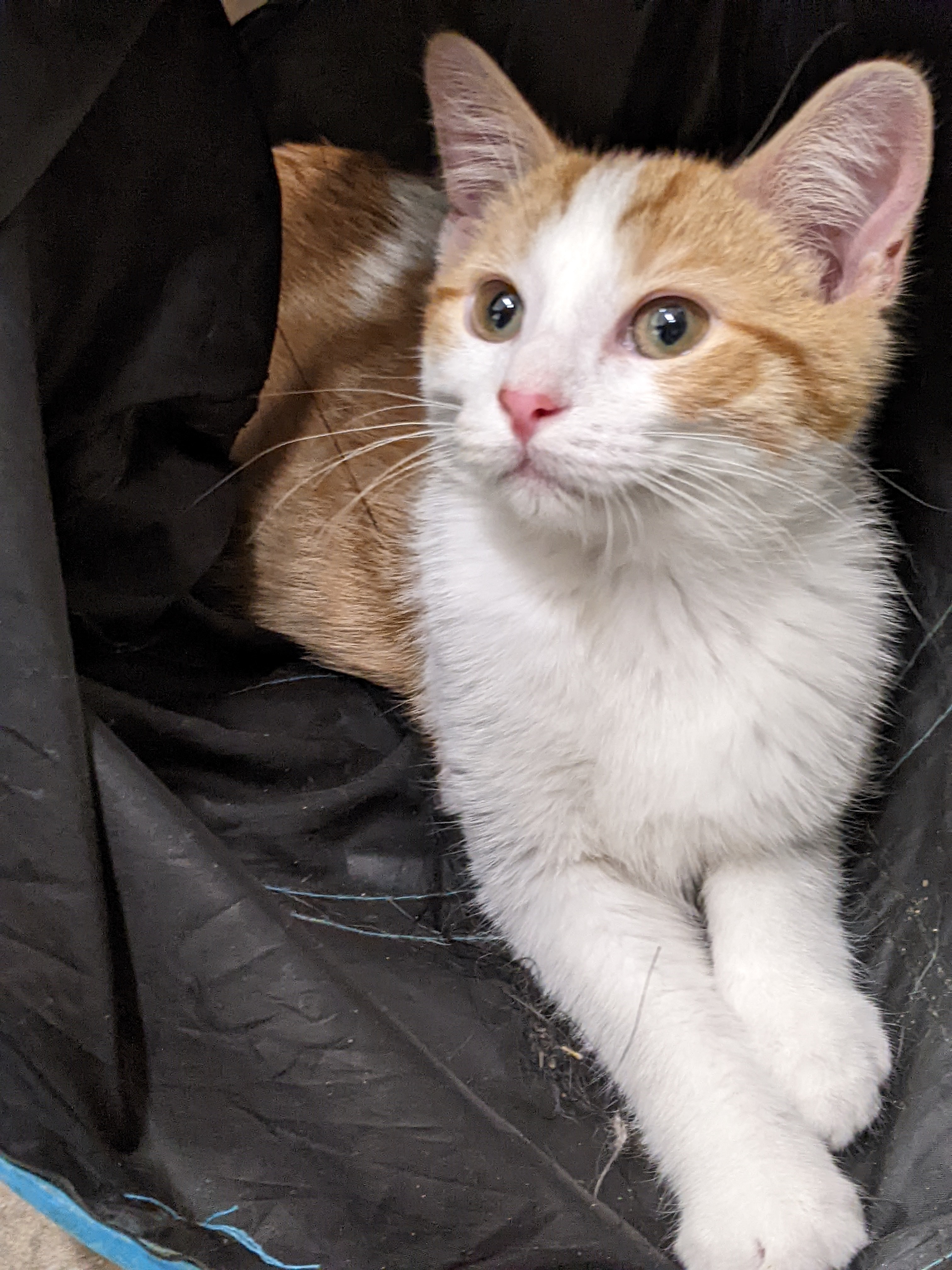 Enlarge McGregoris, a Adopted mixed breed in Tilton, IL image 2/5