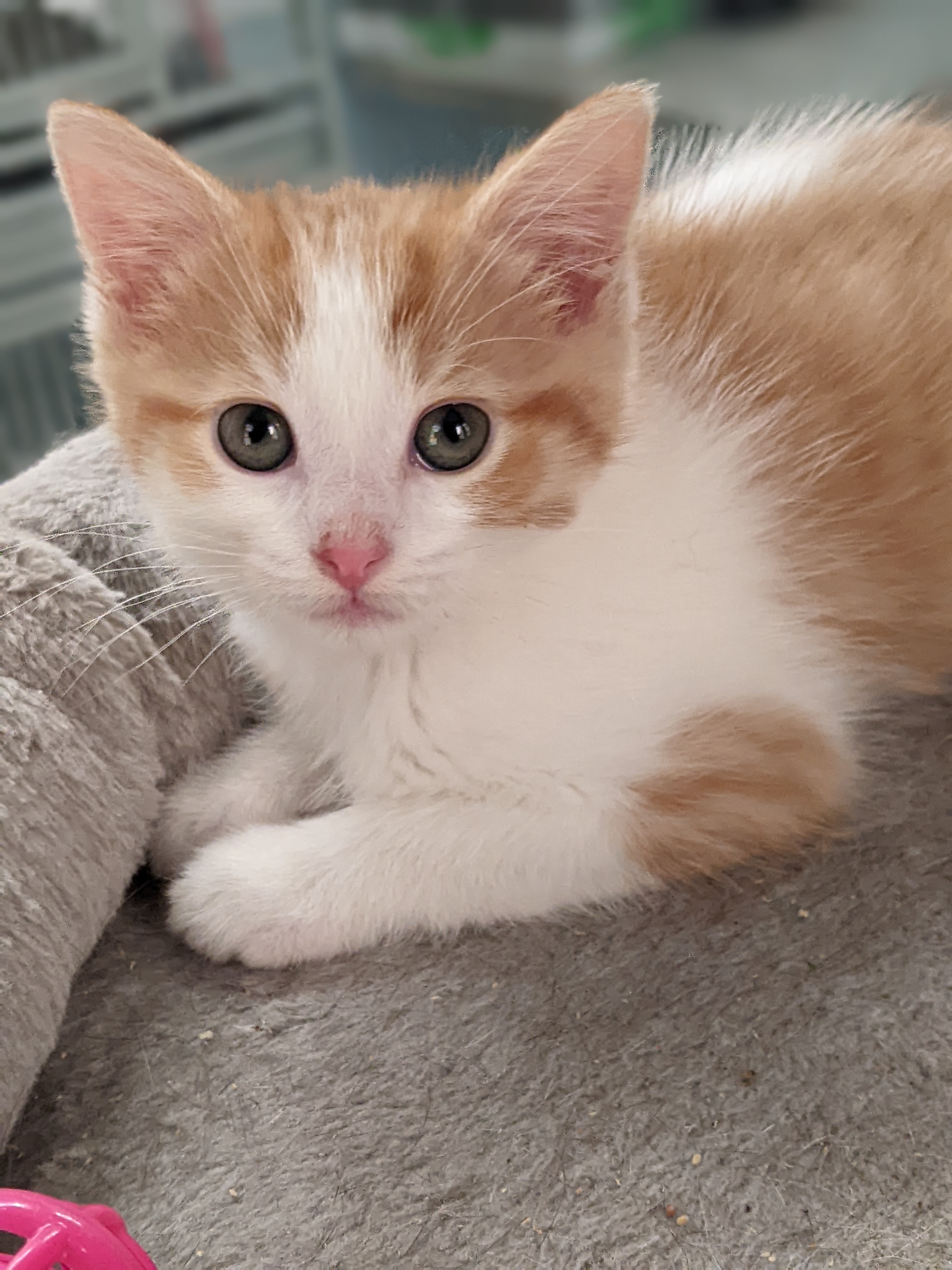 Enlarge McGregoris, a Adopted mixed breed in Tilton, IL image 3/5