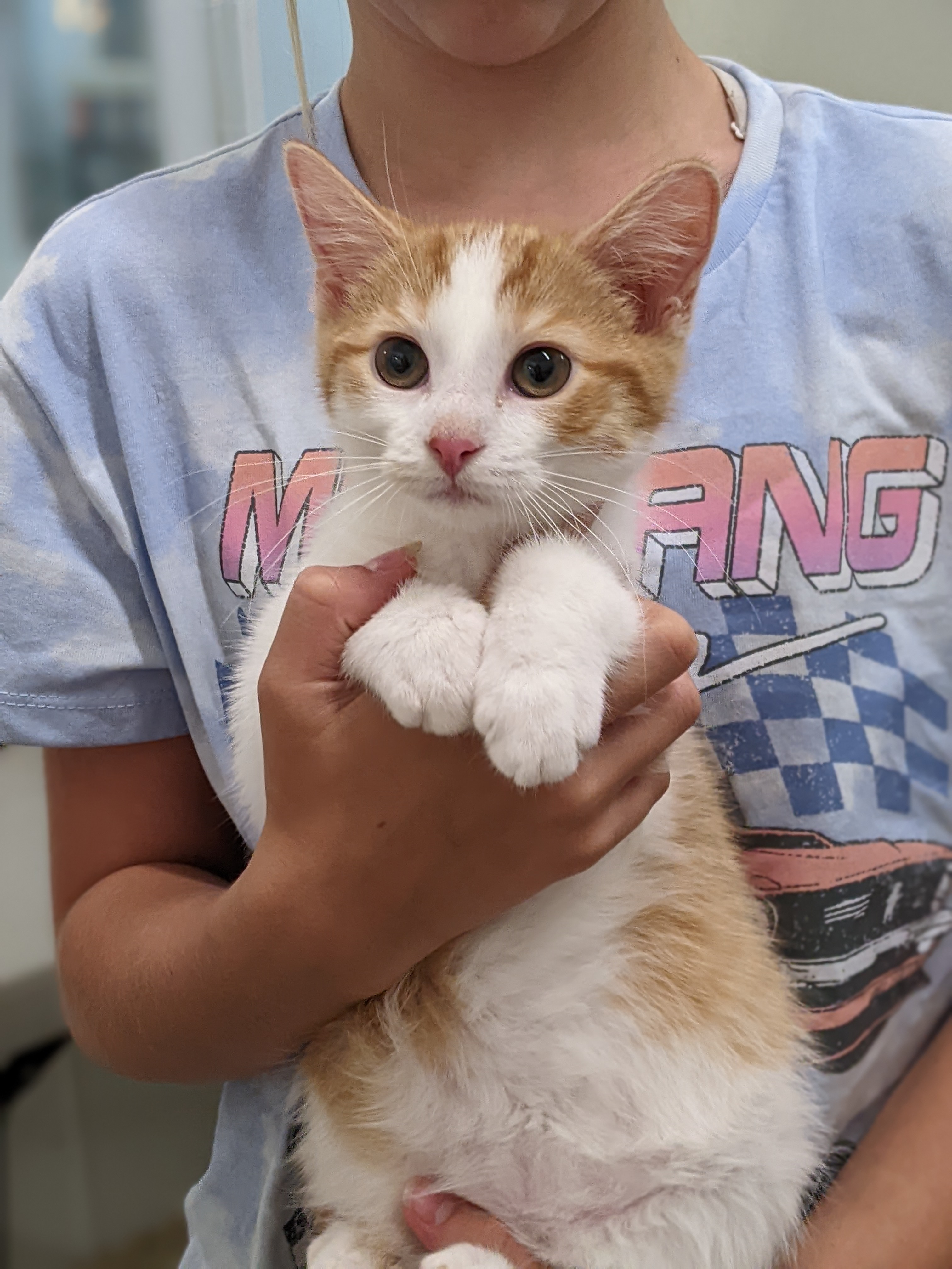 Enlarge McGregoris, a Adopted mixed breed in Tilton, IL image 4/5