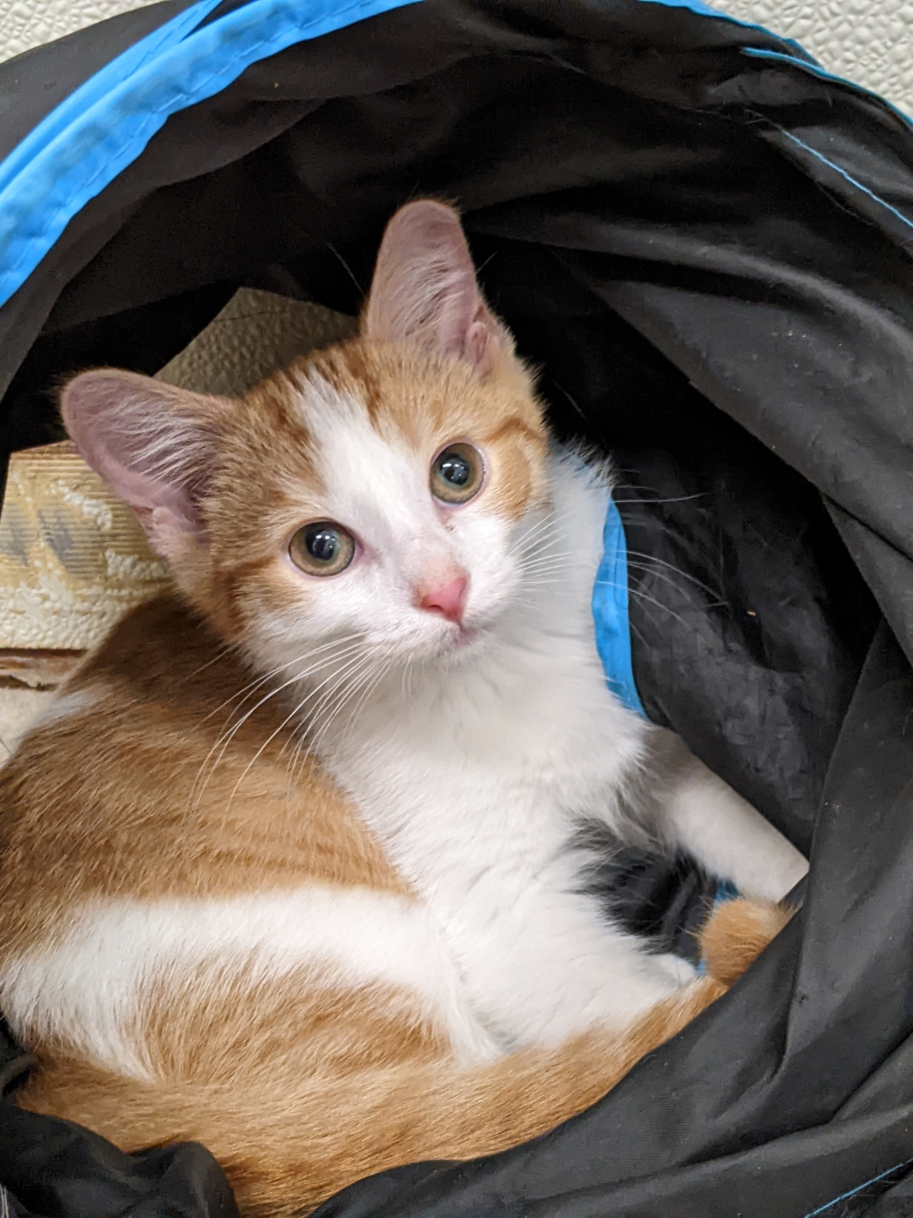 Enlarge McGregoris, a Adopted mixed breed in Tilton, IL image 5/5