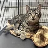 Lover Boy, Adult Male Domestic Short Hair