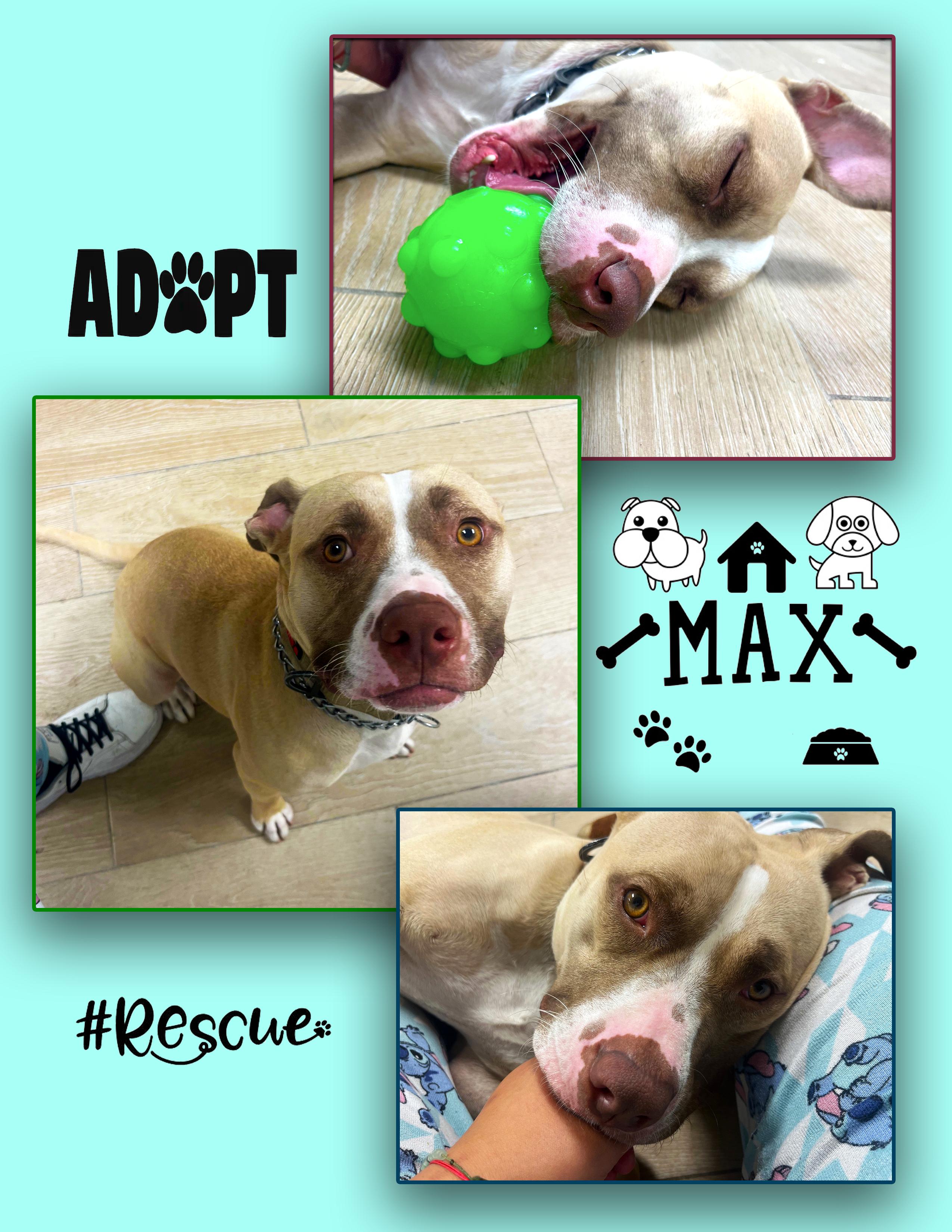 Max, a Adoptable mixed breed in Margate, FL image 1/6