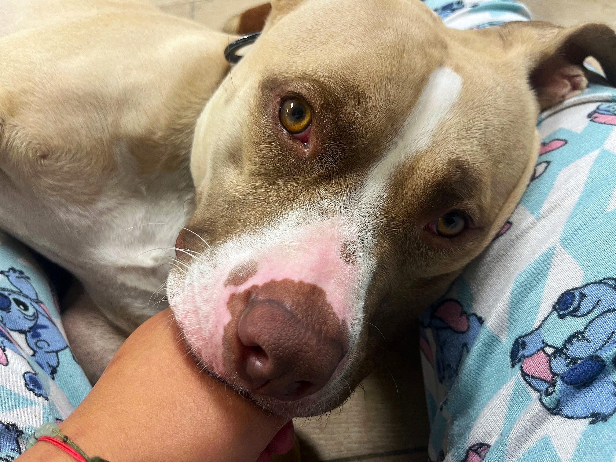 Max, a Adoptable mixed breed in Margate, FL image 3/6