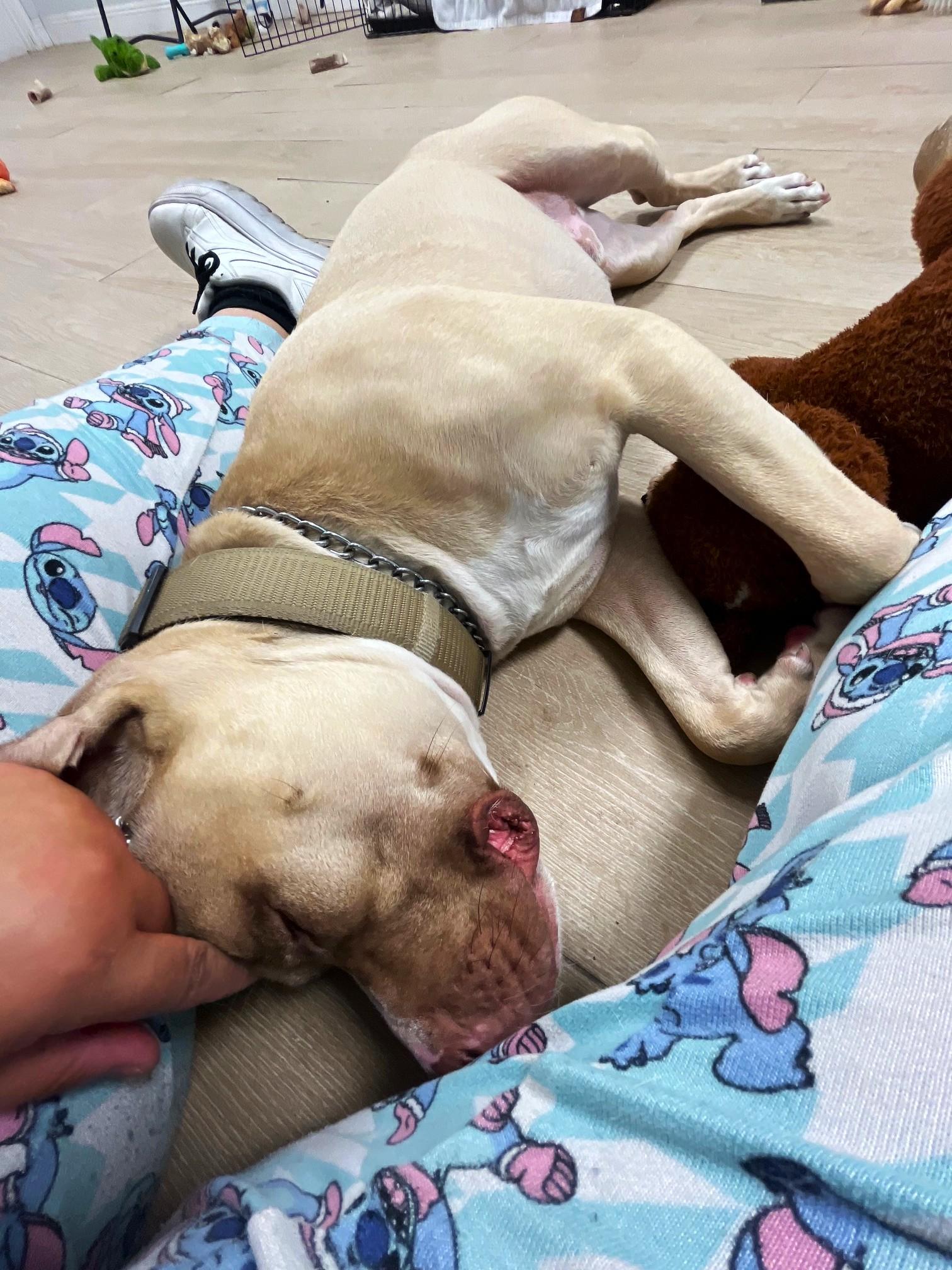 Max, a Adoptable mixed breed in Margate, FL image 4/6