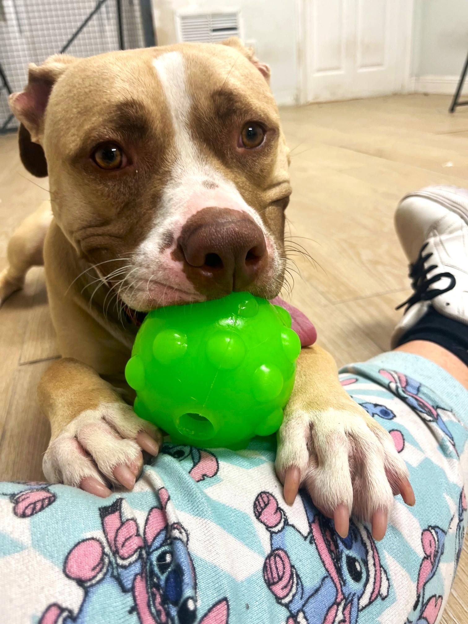 Max, a Adoptable mixed breed in Margate, FL image 2/6