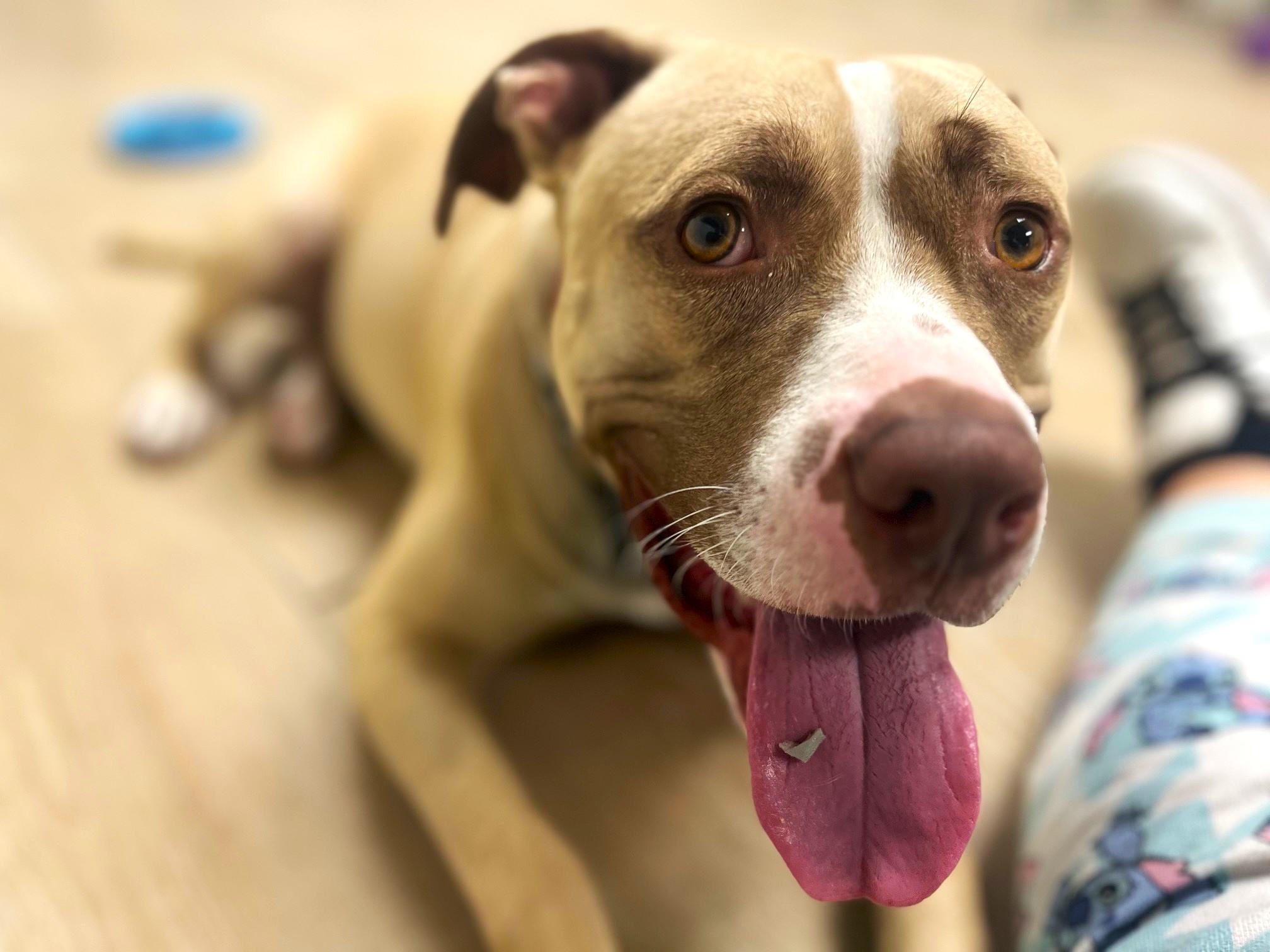 Max, a Adoptable mixed breed in Margate, FL image 6/6