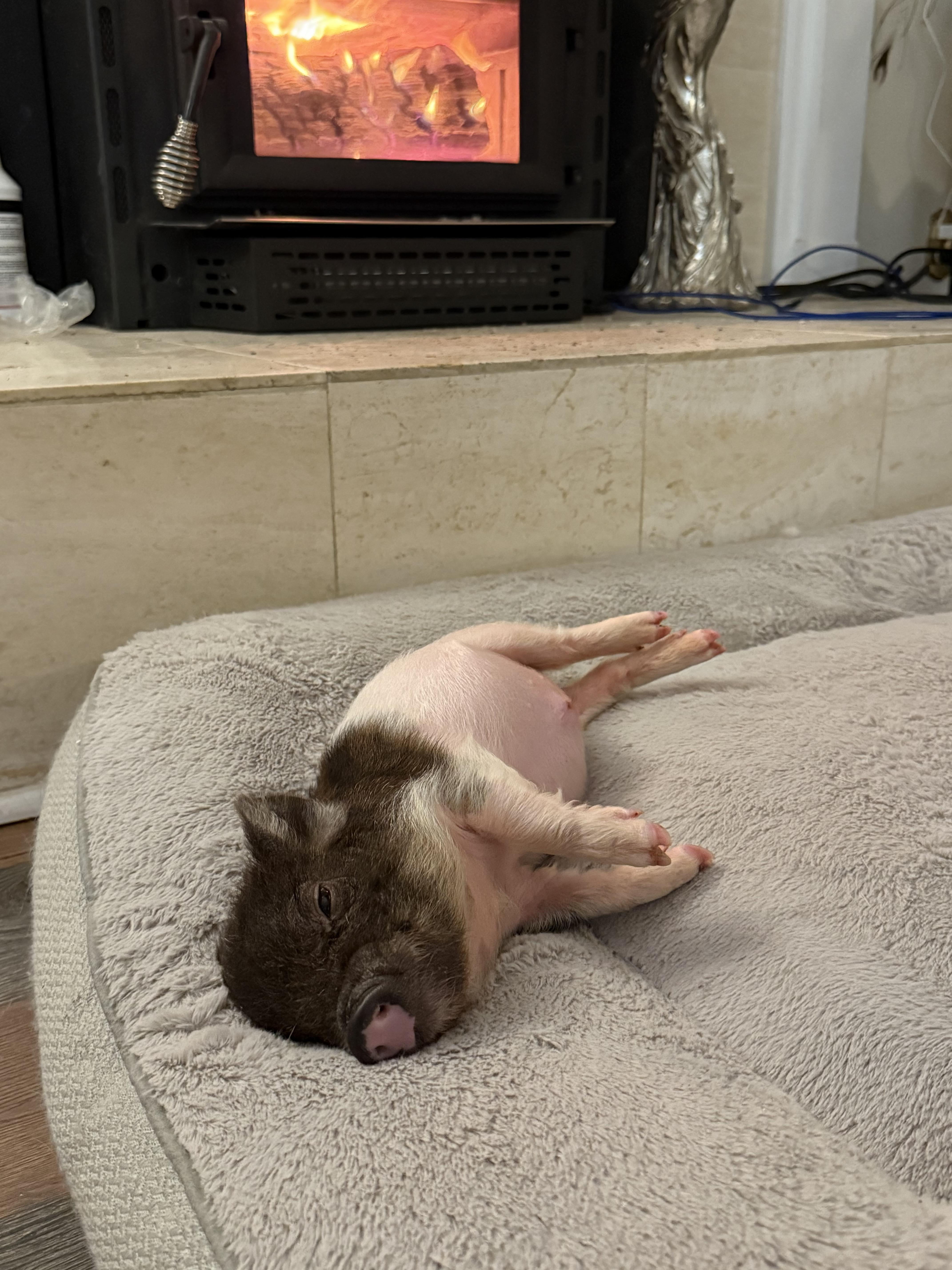 Randolph Ocho The Third, Adoptable, Baby Male Pot Bellied & Vietnamese Pot Bellied.