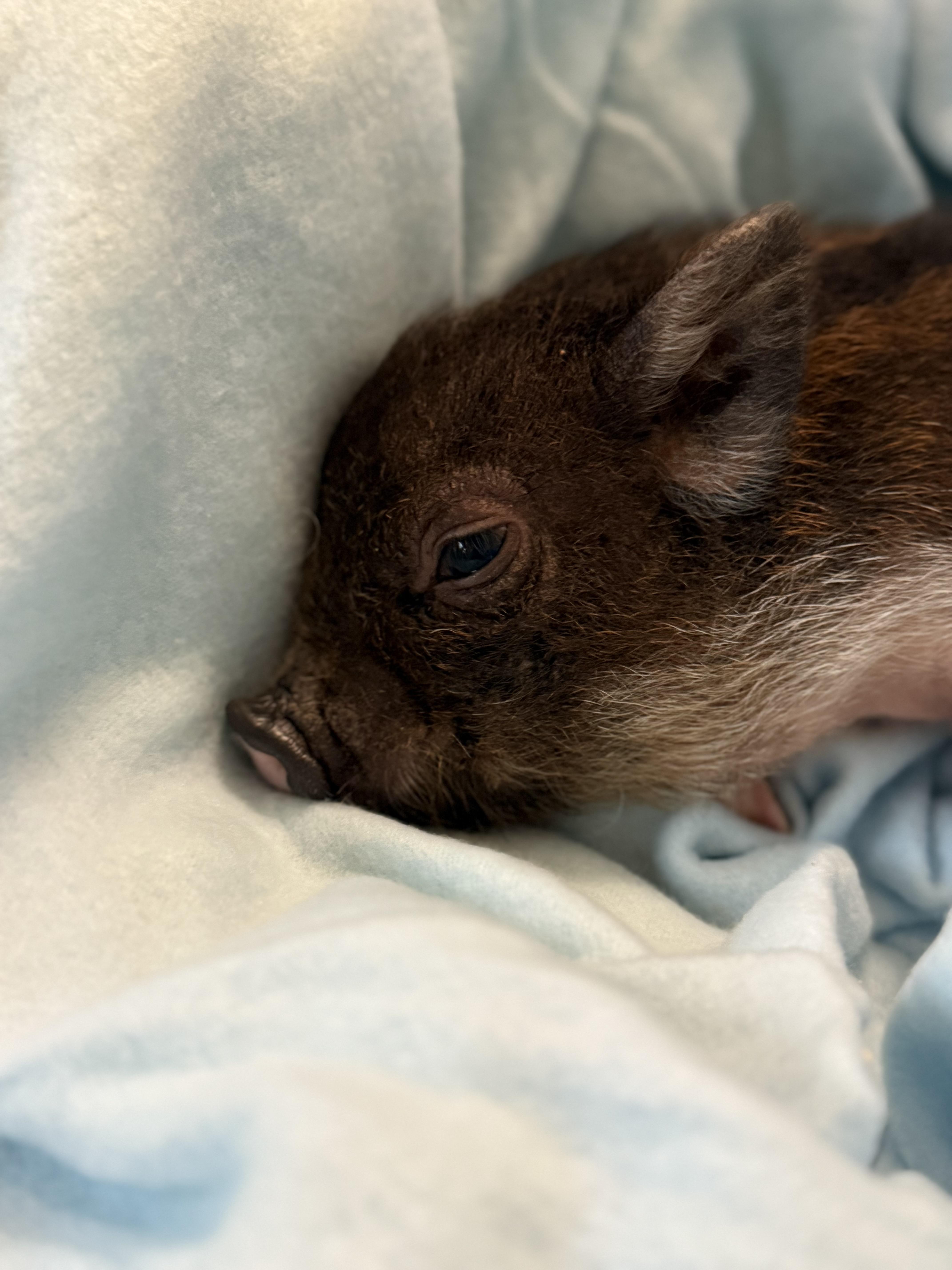 Enlarge Randolph Ocho The Third, a Adoptable mixed breed in Durham, NC image 2/6