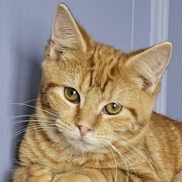 Enlarge Sparky, a Adopted mixed breed in Lenhartsville, PA image 1/3