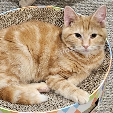 Enlarge Sparky, a Adopted mixed breed in Lenhartsville, PA image 2/3