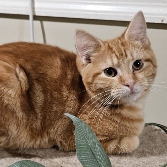 Enlarge Sparky, a Adopted mixed breed in Lenhartsville, PA image 3/3