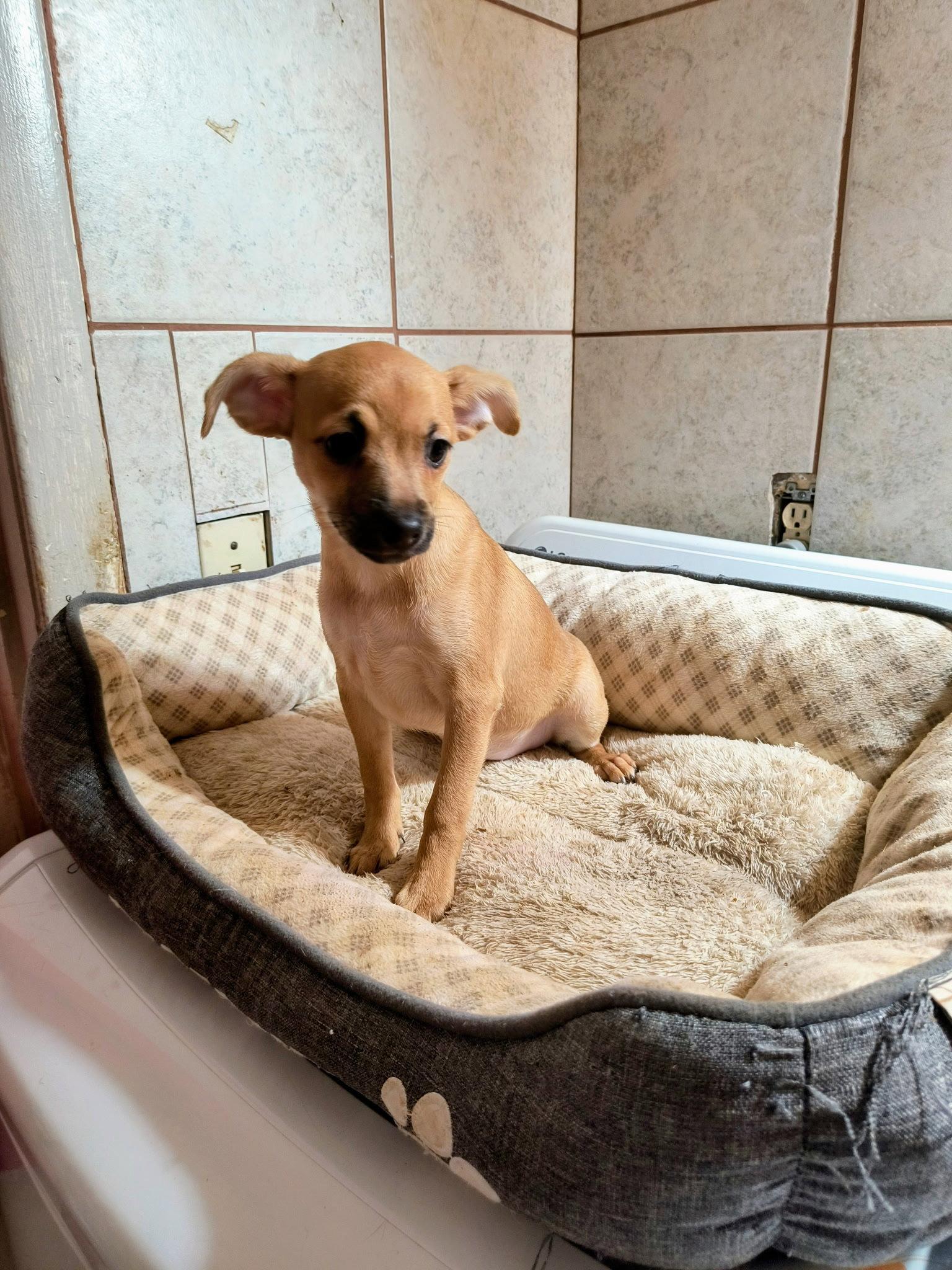 SPONSOR OR FOSTER ME - Cancun, a Adoptable Chihuahua in Grafton, WI image 2/2