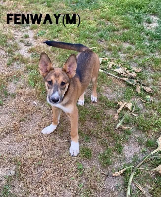 Fenway, adopted, Puppy Male Shepherd & Husky.