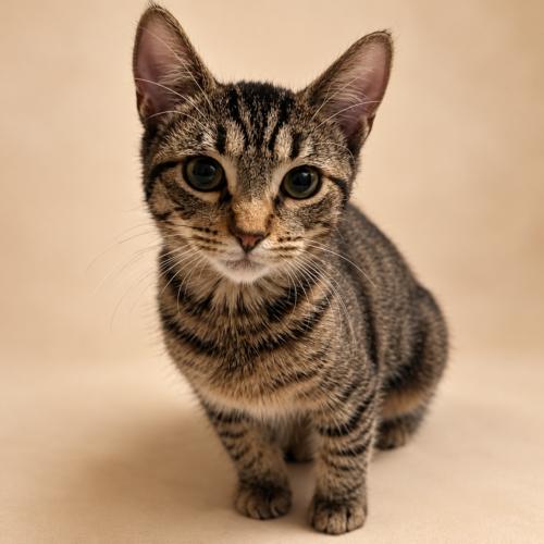 Solei Adams, Adoptable, Kitten Female Domestic Short Hair.
