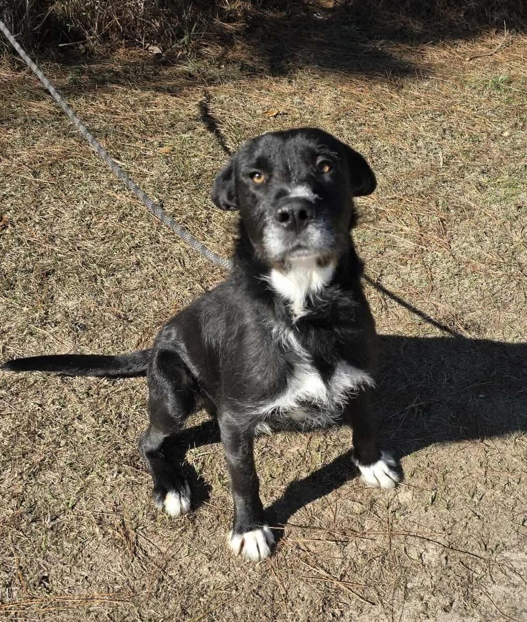 Enlarge Shakespeare , a Adoptable mixed breed in Jackson, MI image 1/5