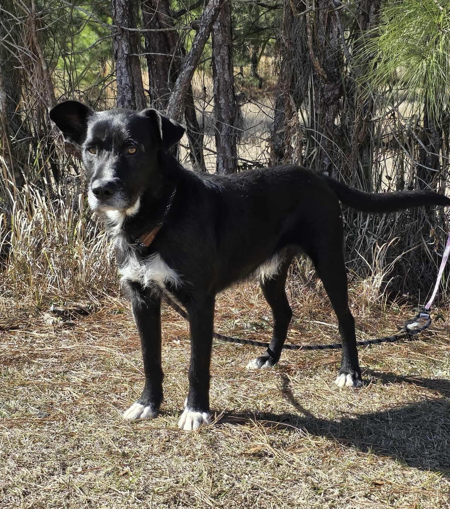 Enlarge Shakespeare , a Adoptable mixed breed in Jackson, MI image 5/5