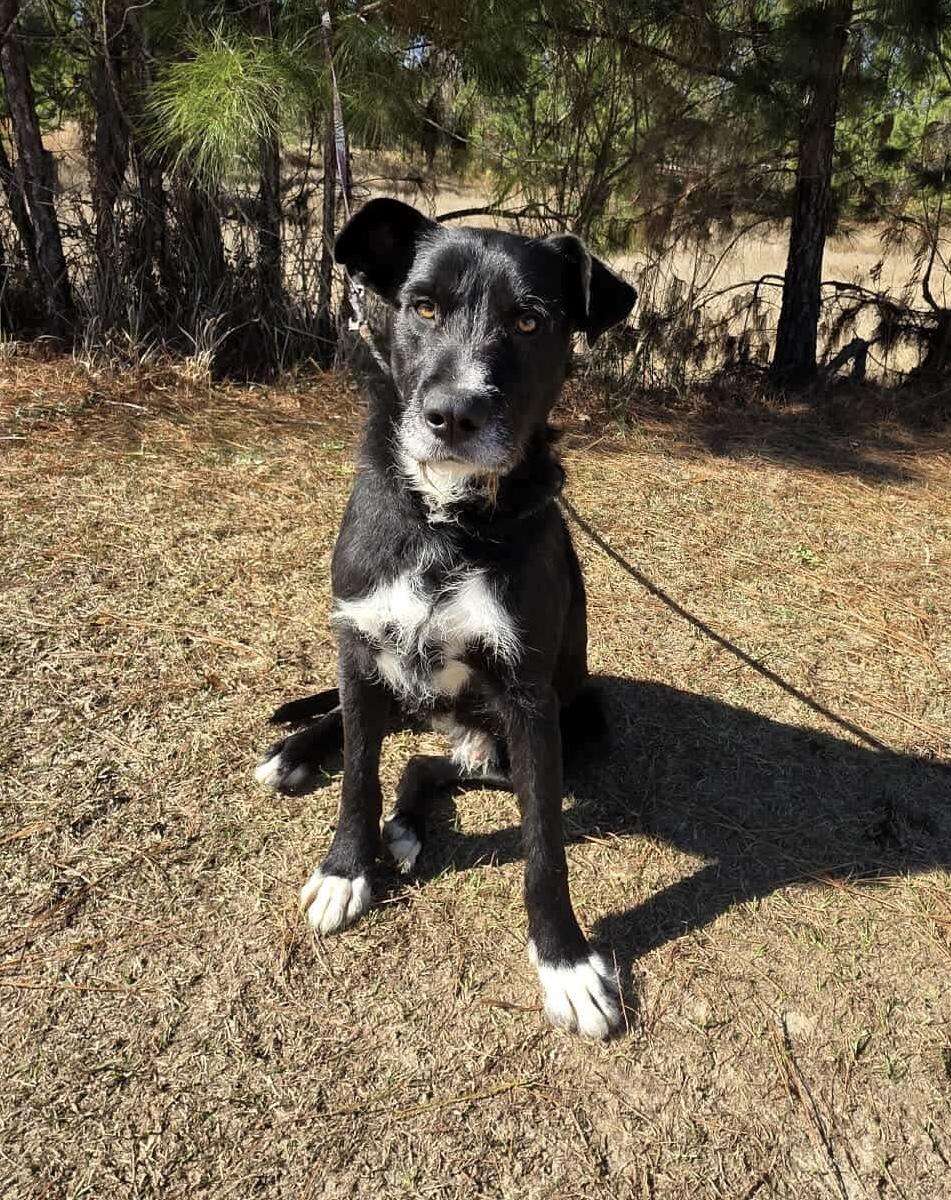 Enlarge Shakespeare , a Adoptable mixed breed in Jackson, MI image 4/5
