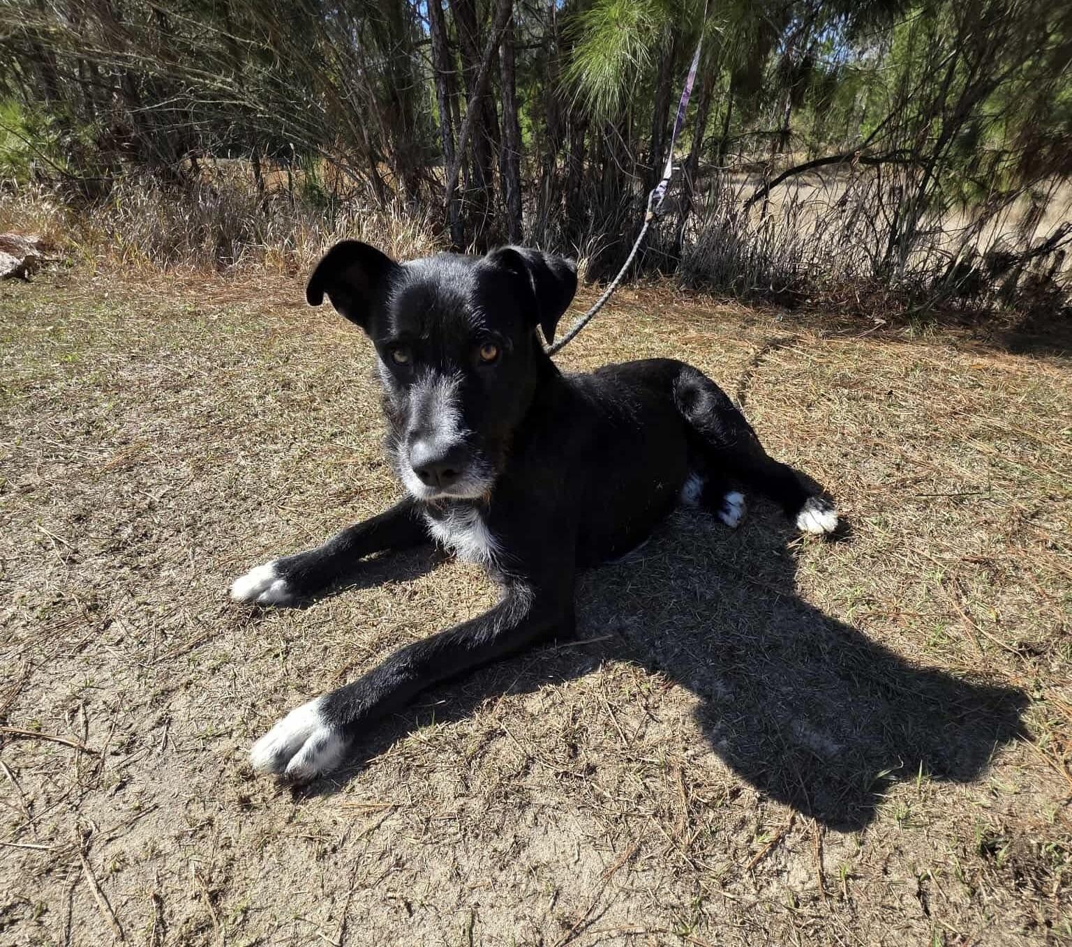 Enlarge Shakespeare , a Adoptable mixed breed in Jackson, MI image 2/5