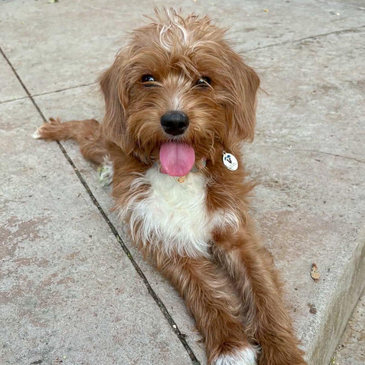 Skye, adopted, Puppy Female Poodle.