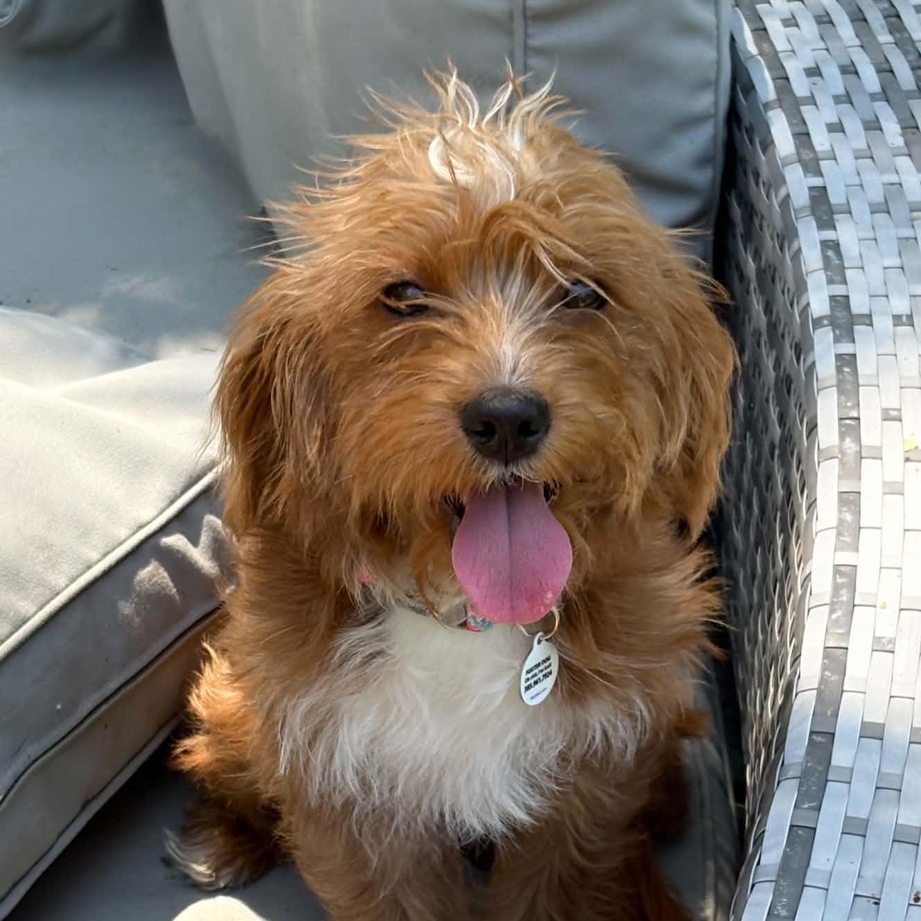 Skye, an adopted mixed breed in Mead, CO image 3/6