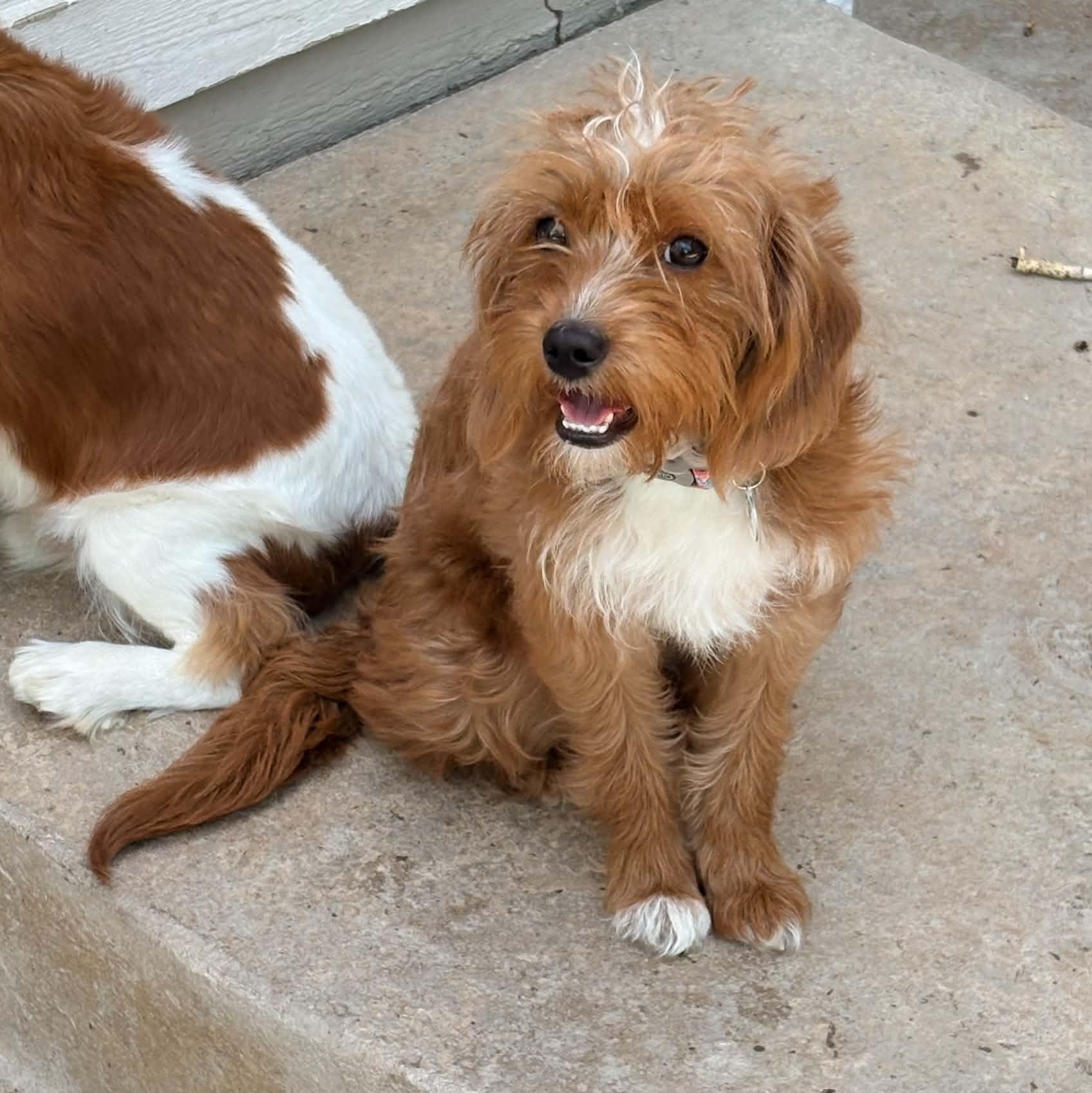 Skye, an adopted mixed breed in Mead, CO image 6/6