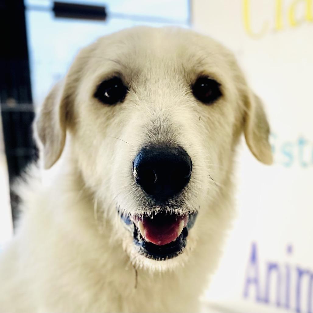Minnie, a Adoptable Great Pyrenees in Lebanon, MO image 1/4