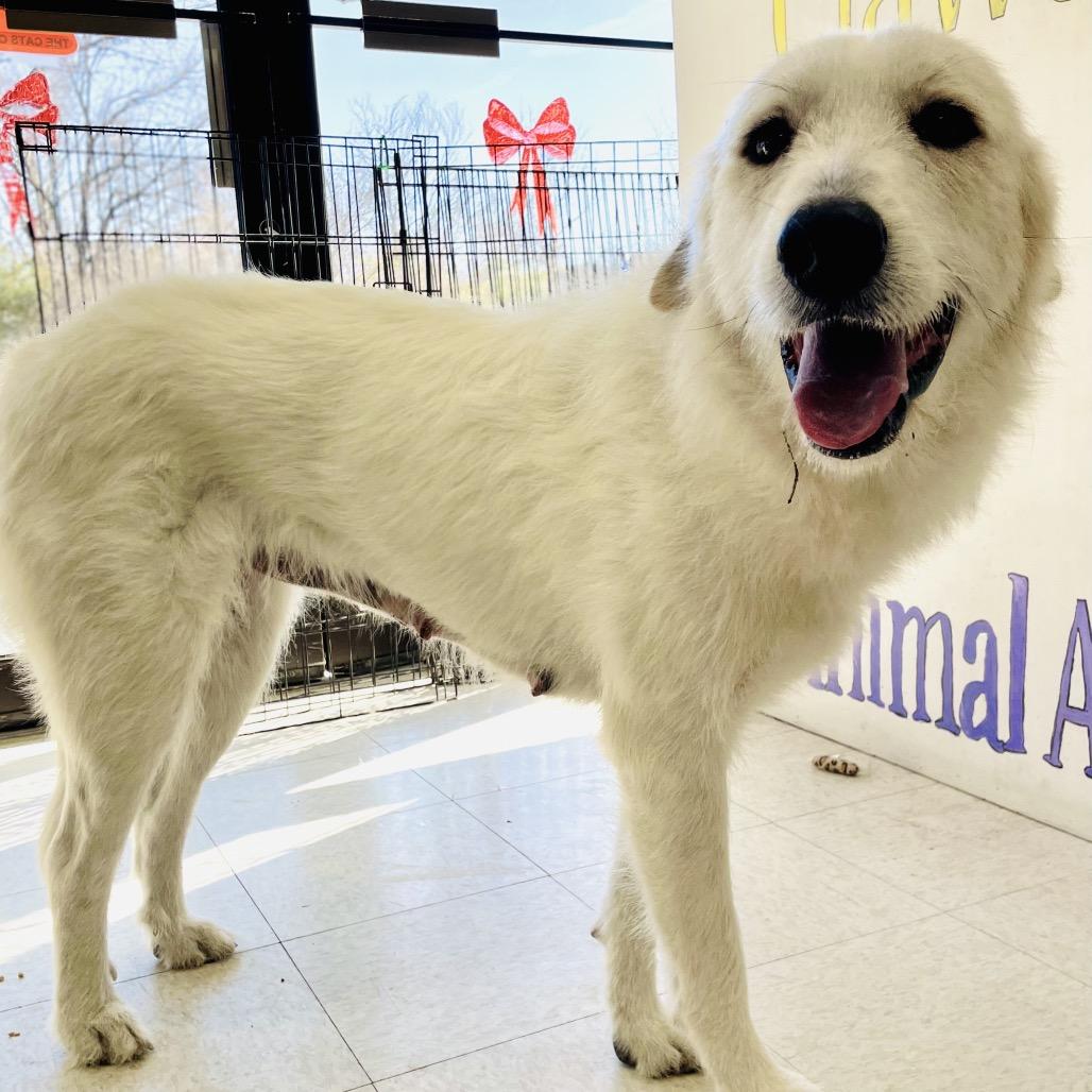 Minnie, a Adoptable Great Pyrenees in Lebanon, MO image 2/4