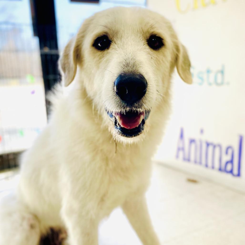 Minnie, a Adoptable Great Pyrenees in Lebanon, MO image 3/4
