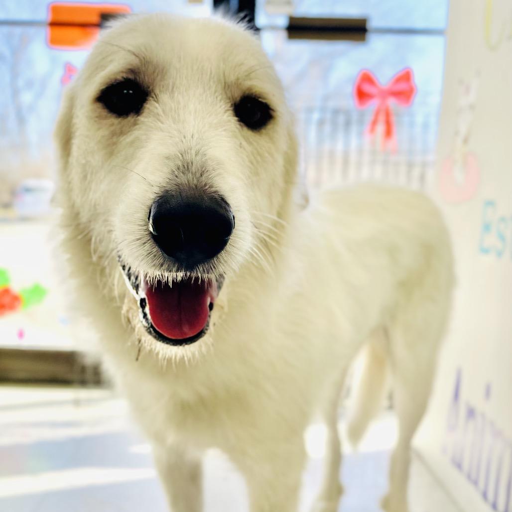 Minnie, a Adoptable Great Pyrenees in Lebanon, MO image 4/4
