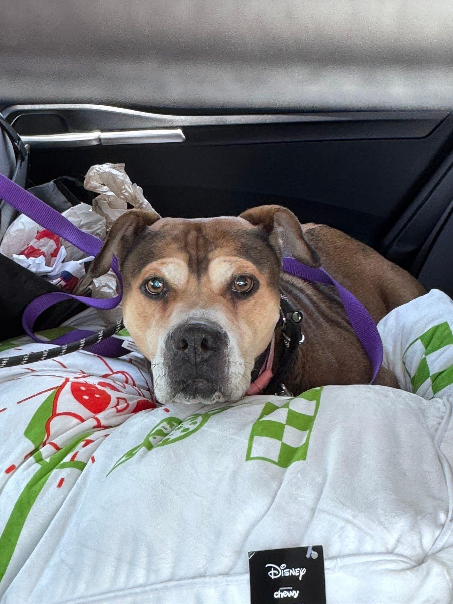 Sweets, a Adoptable mixed breed in Kansas City, MO image 1/4