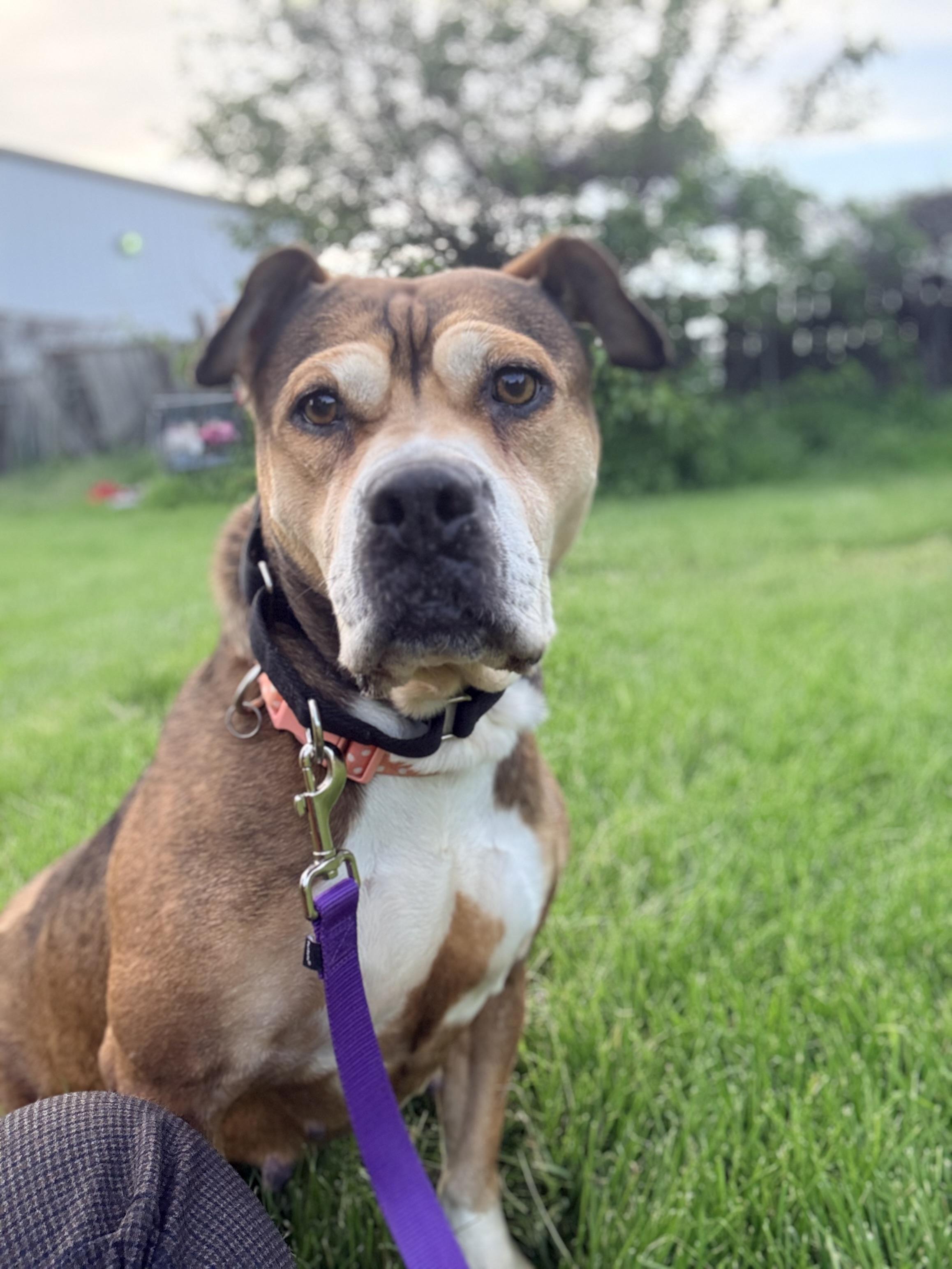 Sweets, a Adoptable mixed breed in Kansas City, MO image 4/4
