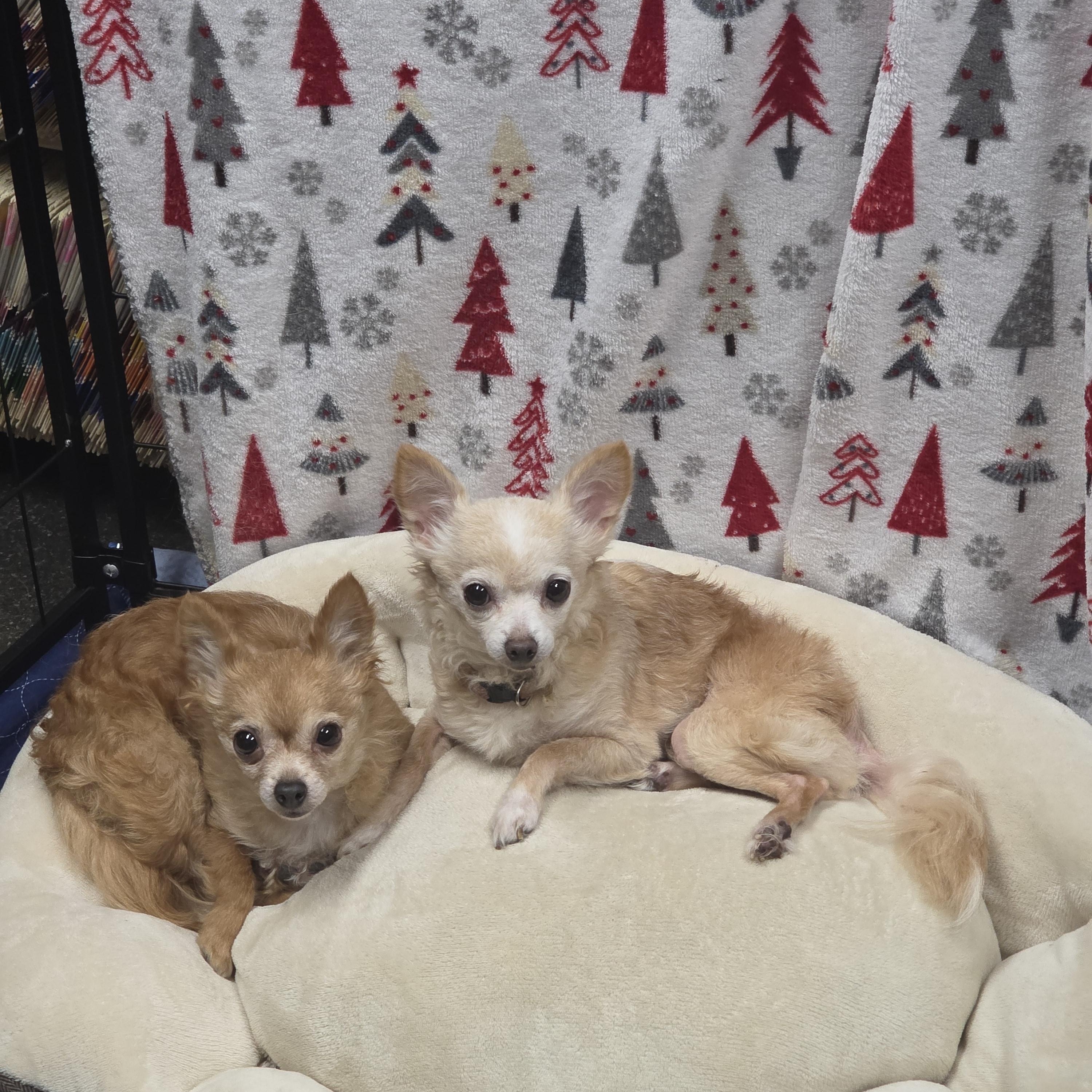 Enlarge Frannie , a Adoptable Chihuahua in Lacona, NY image 3/4