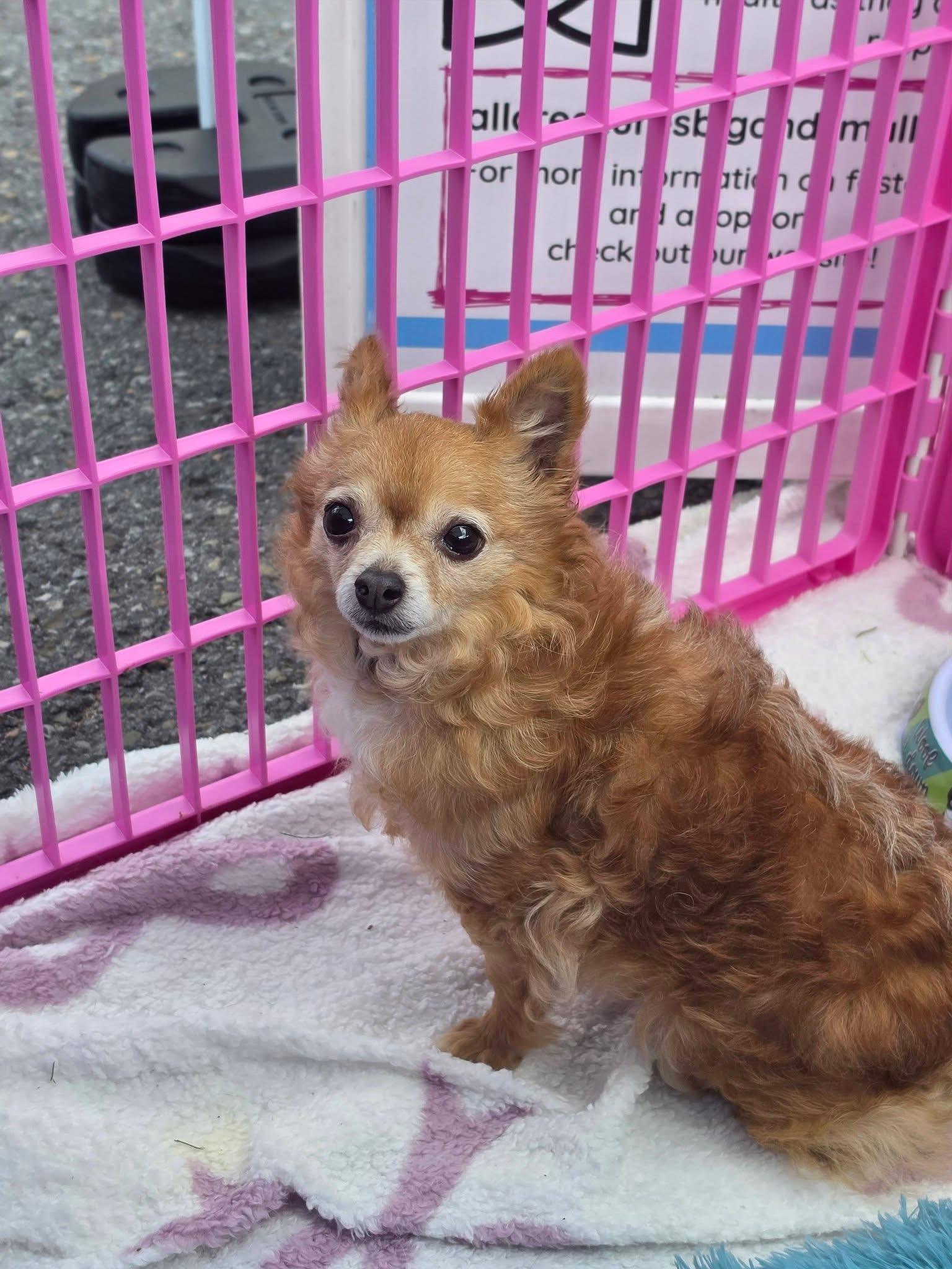 Enlarge Frannie , a Adoptable Chihuahua in Lacona, NY image 1/6