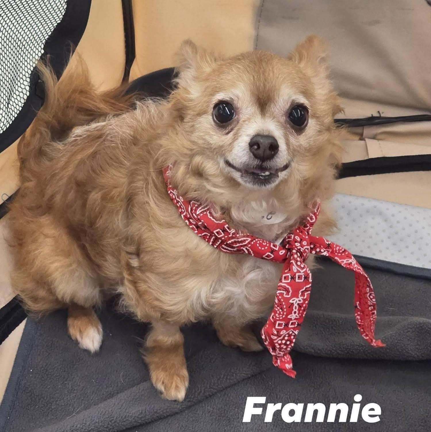 Enlarge Frannie , a Adoptable Chihuahua in Lacona, NY image 1/4