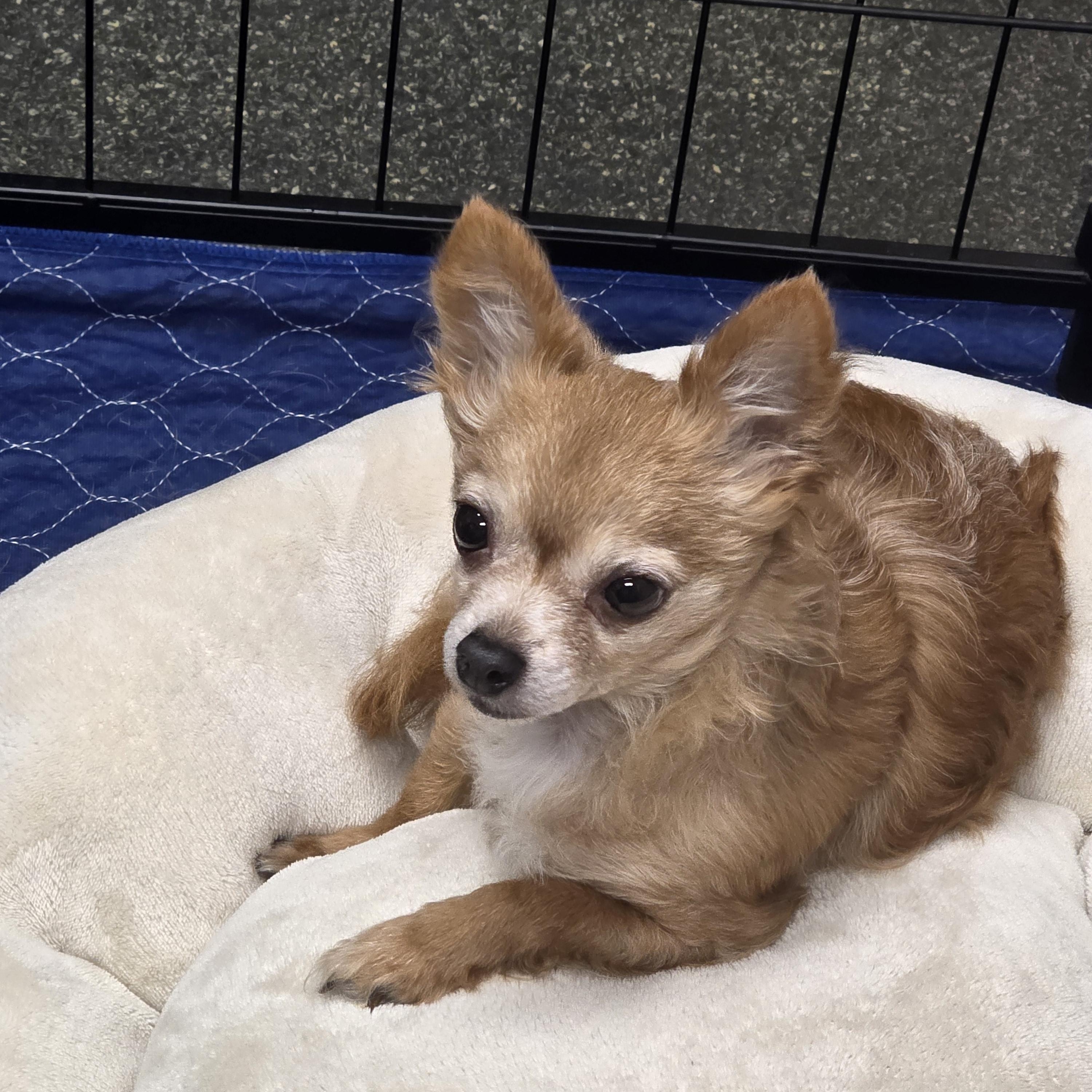 Enlarge Frannie , a Adoptable Chihuahua in Lacona, NY image 4/4