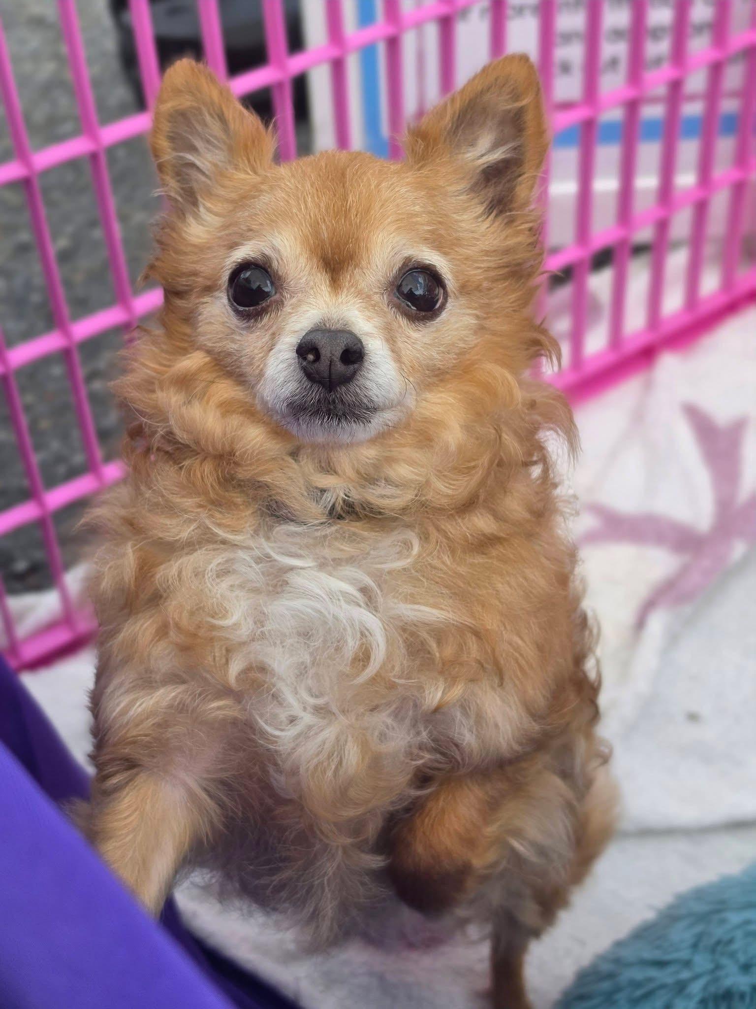 Enlarge Frannie , a Adoptable Chihuahua in Lacona, NY image 6/6