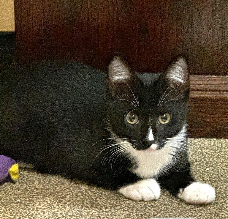 Enlarge Penguin, a Adoptable mixed breed in Pitman, NJ image 1/3