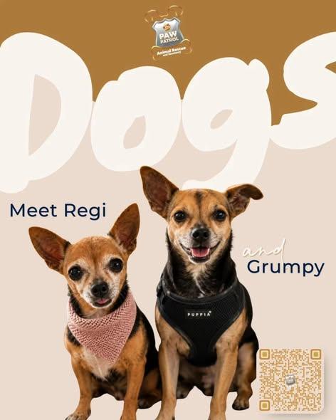 Enlarge Grumpy & Regi (BONDED PAIR male & female), a ADOPTABLE mixed breed in Miami, FL image 1/1