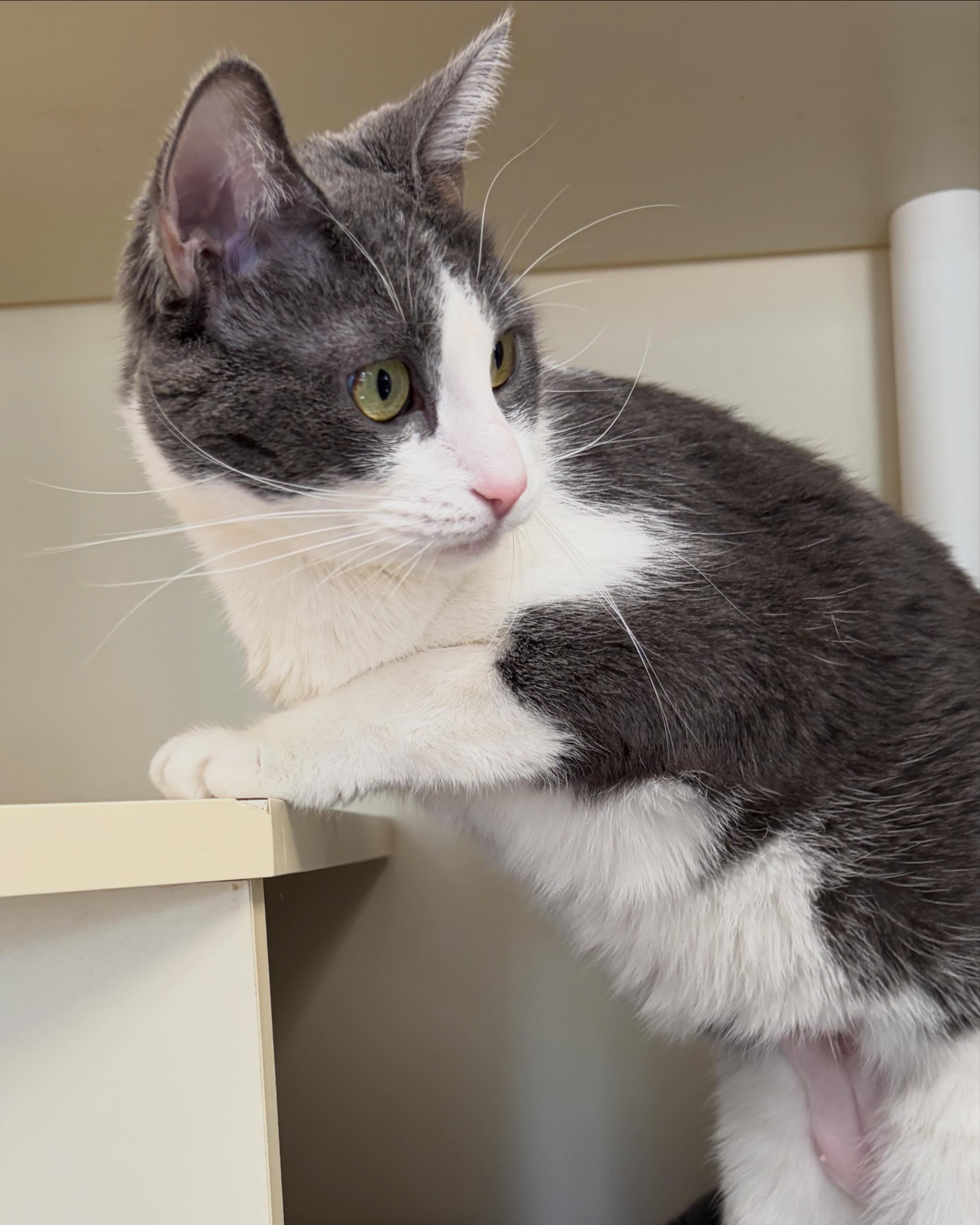 Enlarge Squirrel, a Adoptable Domestic Short Hair in Somerset, NJ image 2/3