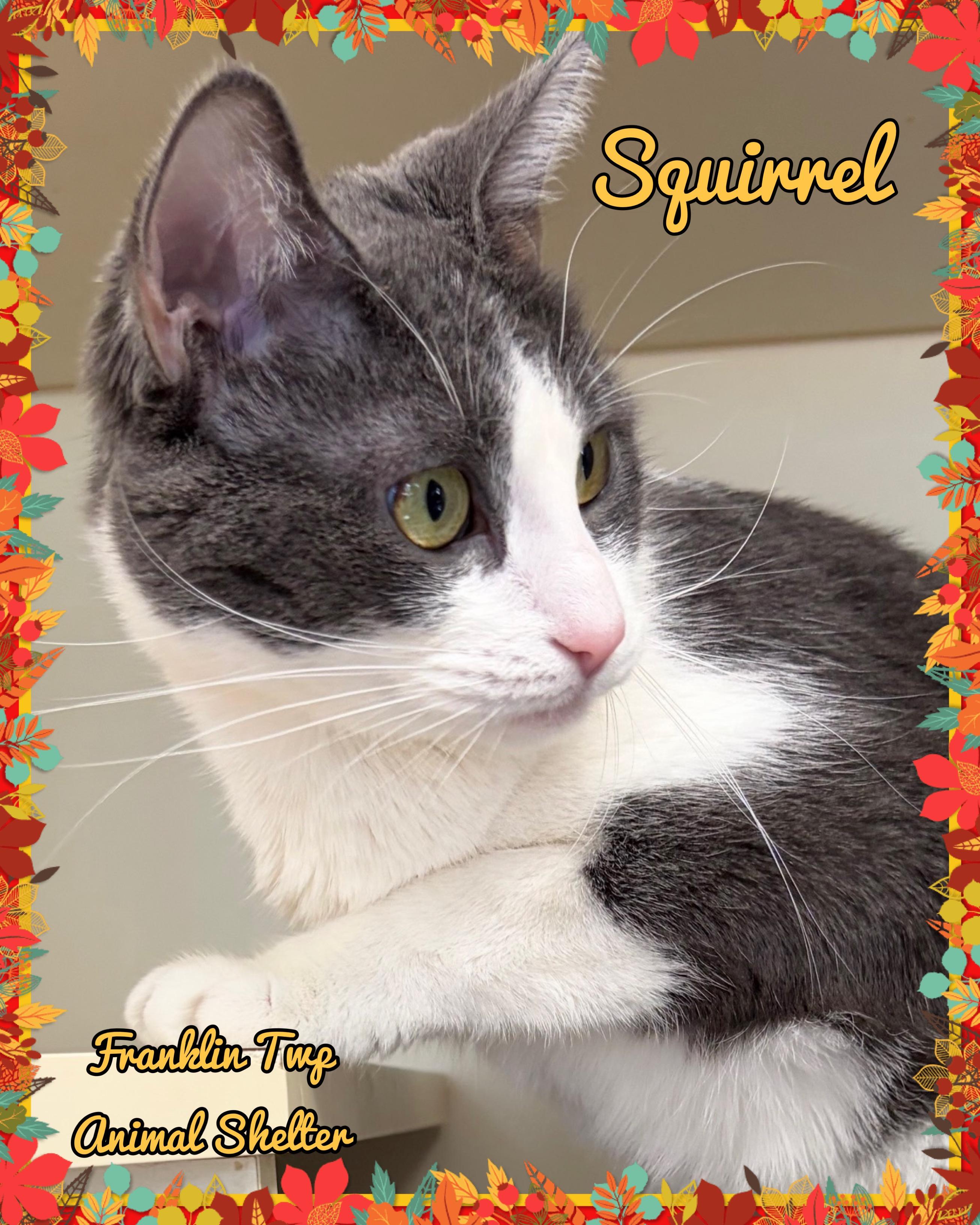 Enlarge Squirrel, a Adoptable Domestic Short Hair in Somerset, NJ image 1/3
